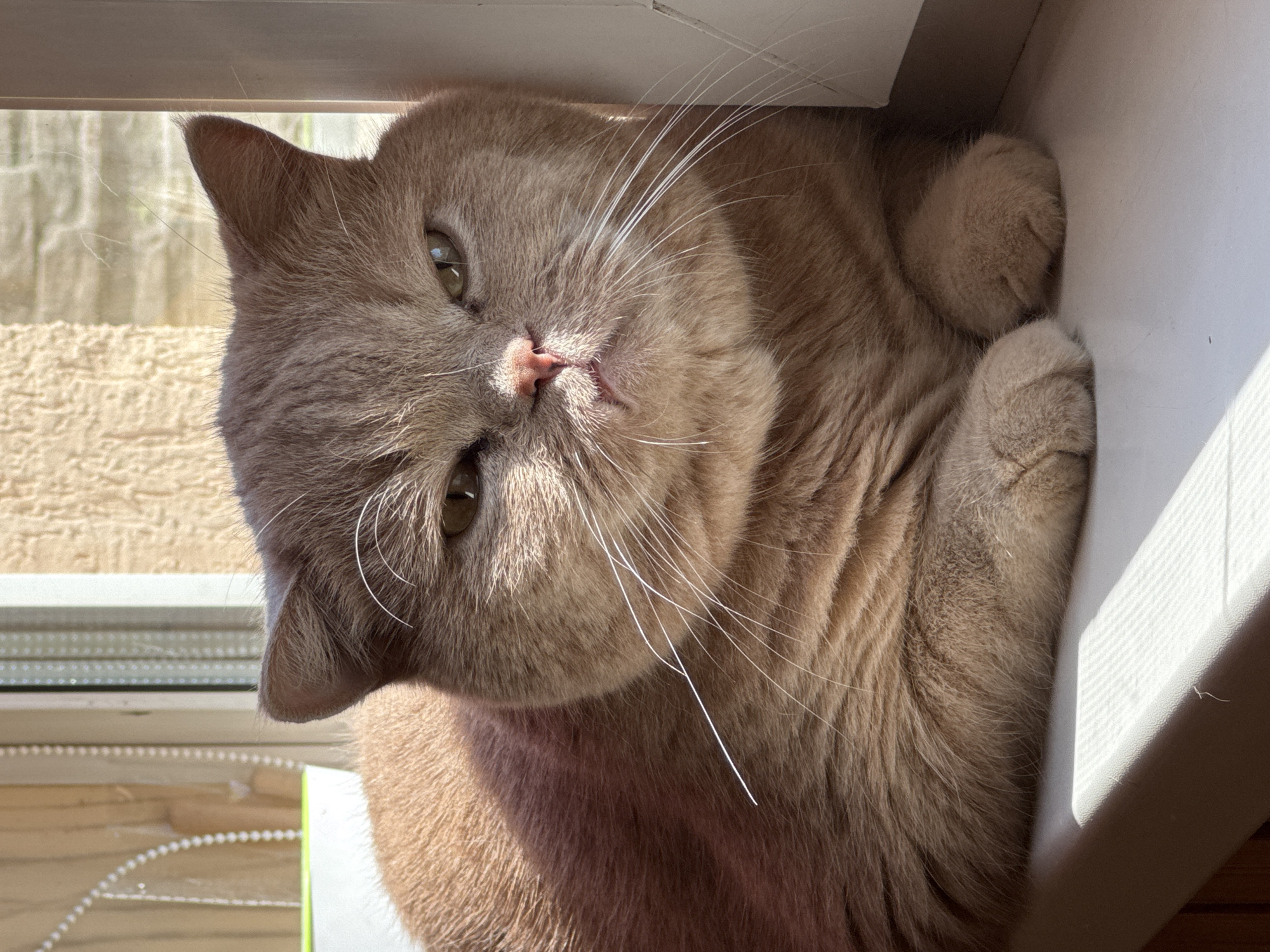 A fluffy, tan-colored cat with green eyes and white whiskers is lying on a windowsill. The cat is looking directly at the camera with a slightly grumpy expression. Sunlight streams in from the left, casting a shadow across the cat's fur and the windowsill. The background is blurred, but appears to be a window with blinds and a textured wall. The cat is the primary subject, and the scene is indoors.