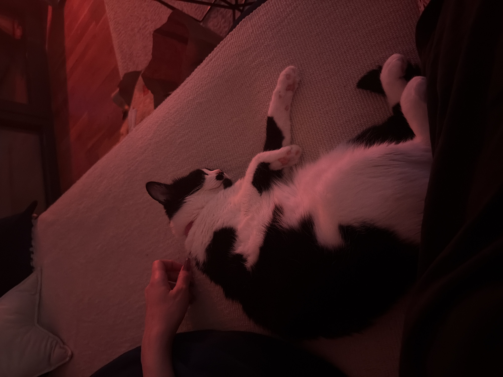A black and white cat lies on its back on a cream-colored textured surface, possibly a couch. The cat's paws are extended upwards. A hand is visible near the cat, possibly interacting with it. The scene is illuminated with a red hue. The location cannot be determined from the image; there is no evidence to suggest the location is Belgrade, Serbia.