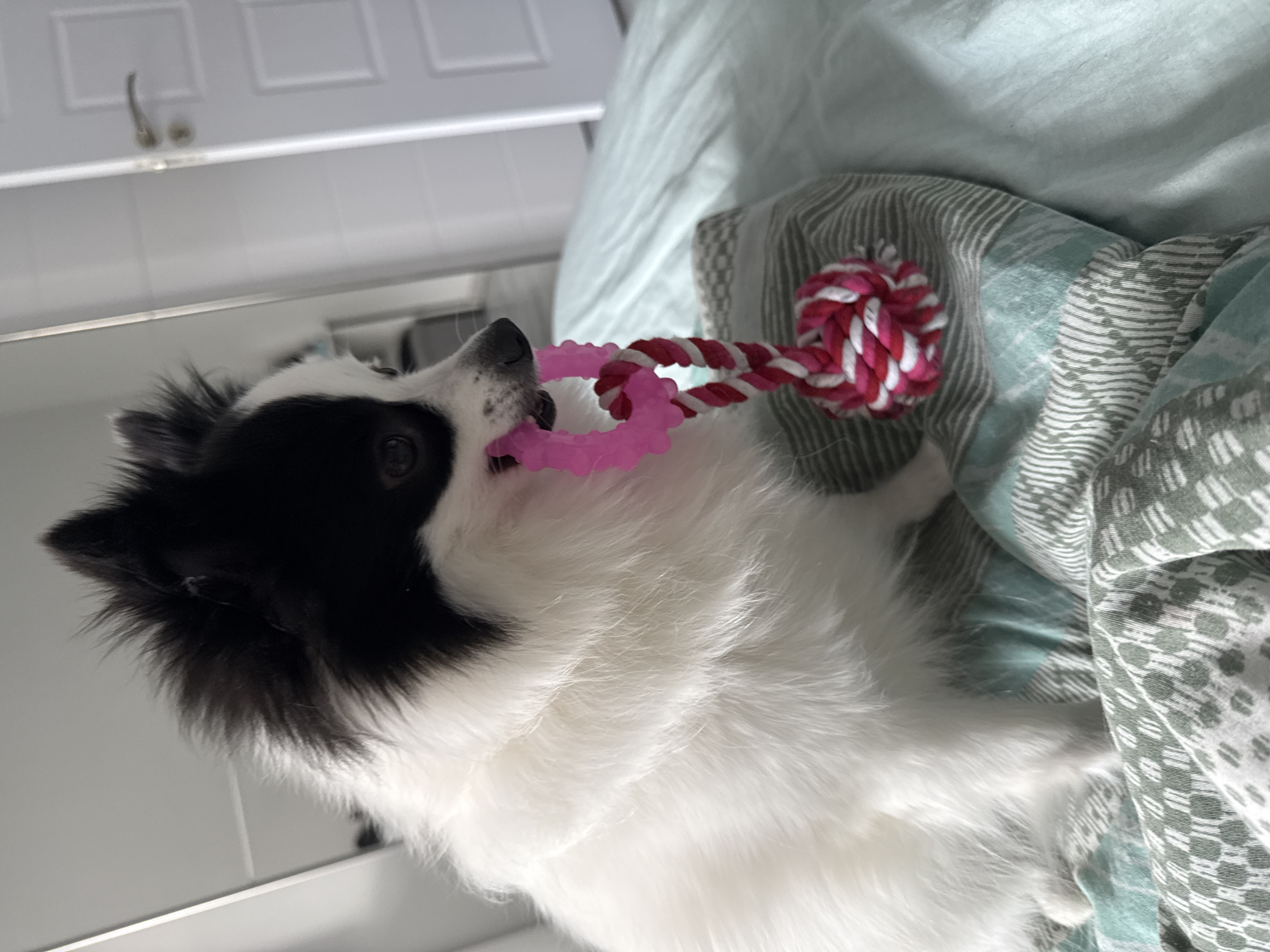 A long-haired, black and white dog is indoors on a bed, lying on its side. The dog is holding a pink rubber ring in its mouth, attached to a red and white rope toy with a knot at the end. The bed has light blue sheets and a patterned throw. A white door with a handle is visible in the background. There is no indication that this photo was taken in Stara Zagora, Bulgaria.