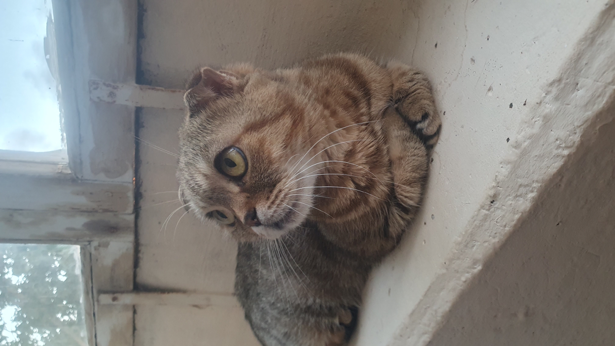 A domestic shorthair cat is lying on a white windowsill. The cat is tabby-patterned with a mix of brown and gold fur, green eyes, and a folded left ear. The windowsill is chipped and dirty, with a window behind the cat showing the sky, and what appear to be trees. The location may be in Ulyanovsk, Russia.