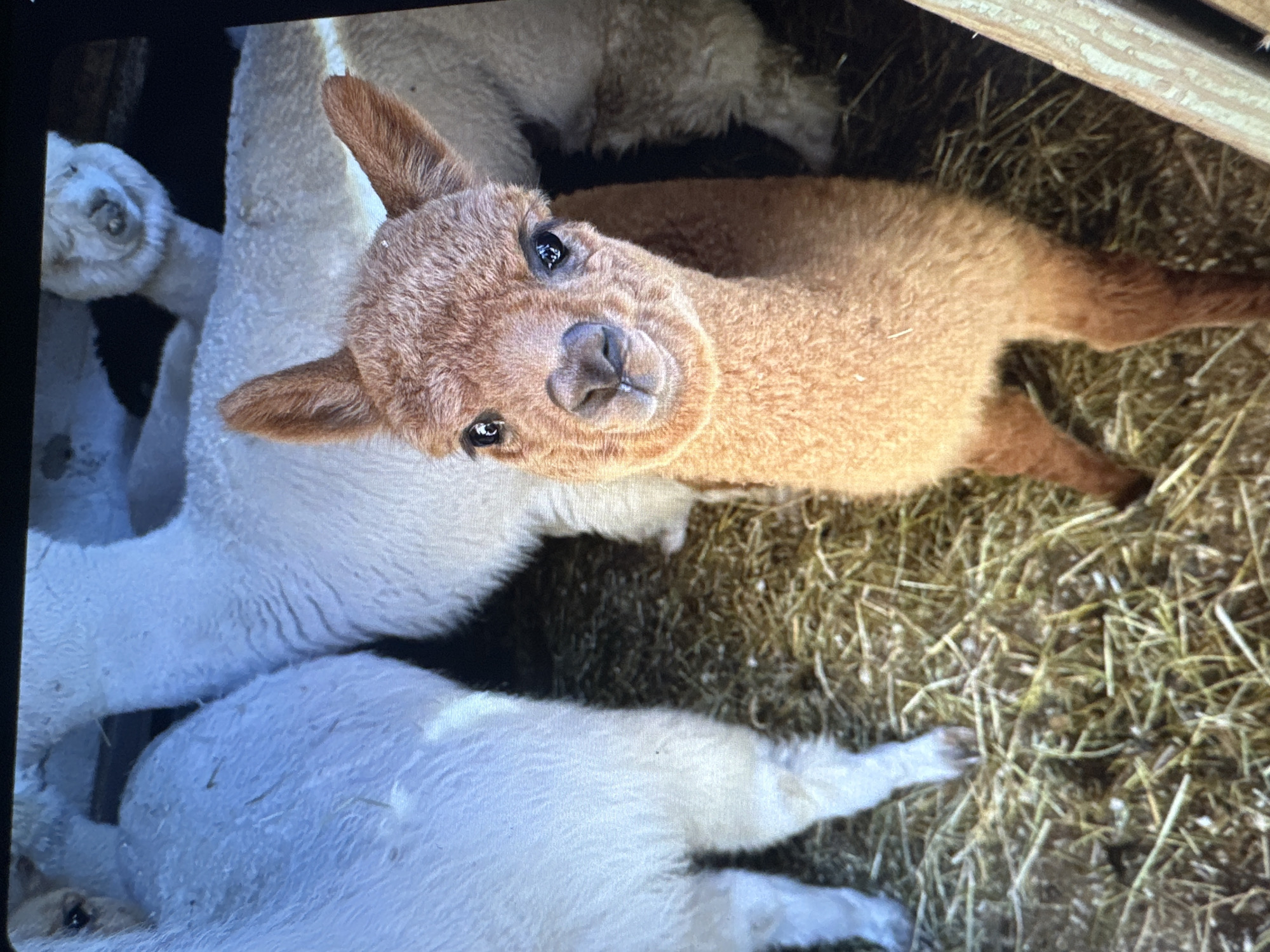 A young brown alpaca with large, dark eyes and fuzzy ears stands in the foreground on a bed of straw. Behind it, several white alpacas are partially visible. The scene appears to be an enclosure or barn. The lighting is soft and natural, suggesting it is daytime. The location in Tallinn, Estonia, is not discernible from the image.