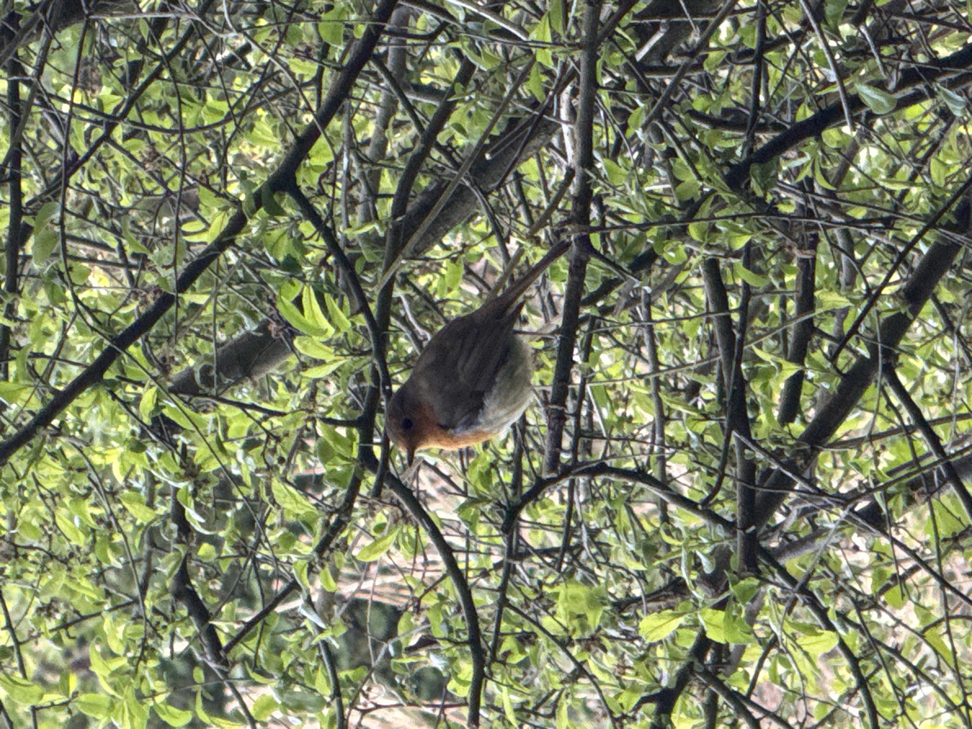 A robin is perched on a branch amongst dense vegetation, possibly in a garden or park. The scene is bathed in a mix of light and shadow, suggesting an overcast day or dappled sunlight. The focus is sharp on the bird.