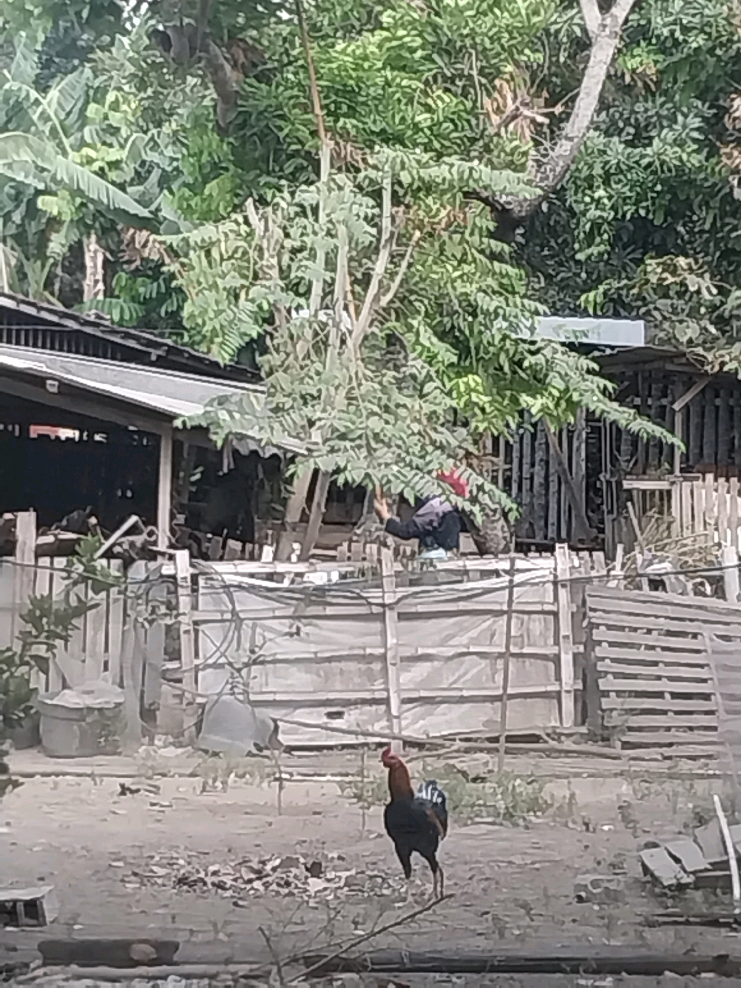 The image depicts an outdoor scene in the city of Purwomartani, Indonesia. A rooster with black and red plumage stands in a dusty, outdoor area in the foreground. In the middle ground, a wooden fence encloses an area covered with a light-colored tarpaulin. Behind the fence, a person wearing a red headdress, a dark jacket, and a light-colored garment is visible, leaning over the fence. To the left, a wooden structure with a corrugated roof is partially visible. The background is filled with dense green foliage, suggesting a tropical environment. The overall impression is of a rural or semi-rural setting.