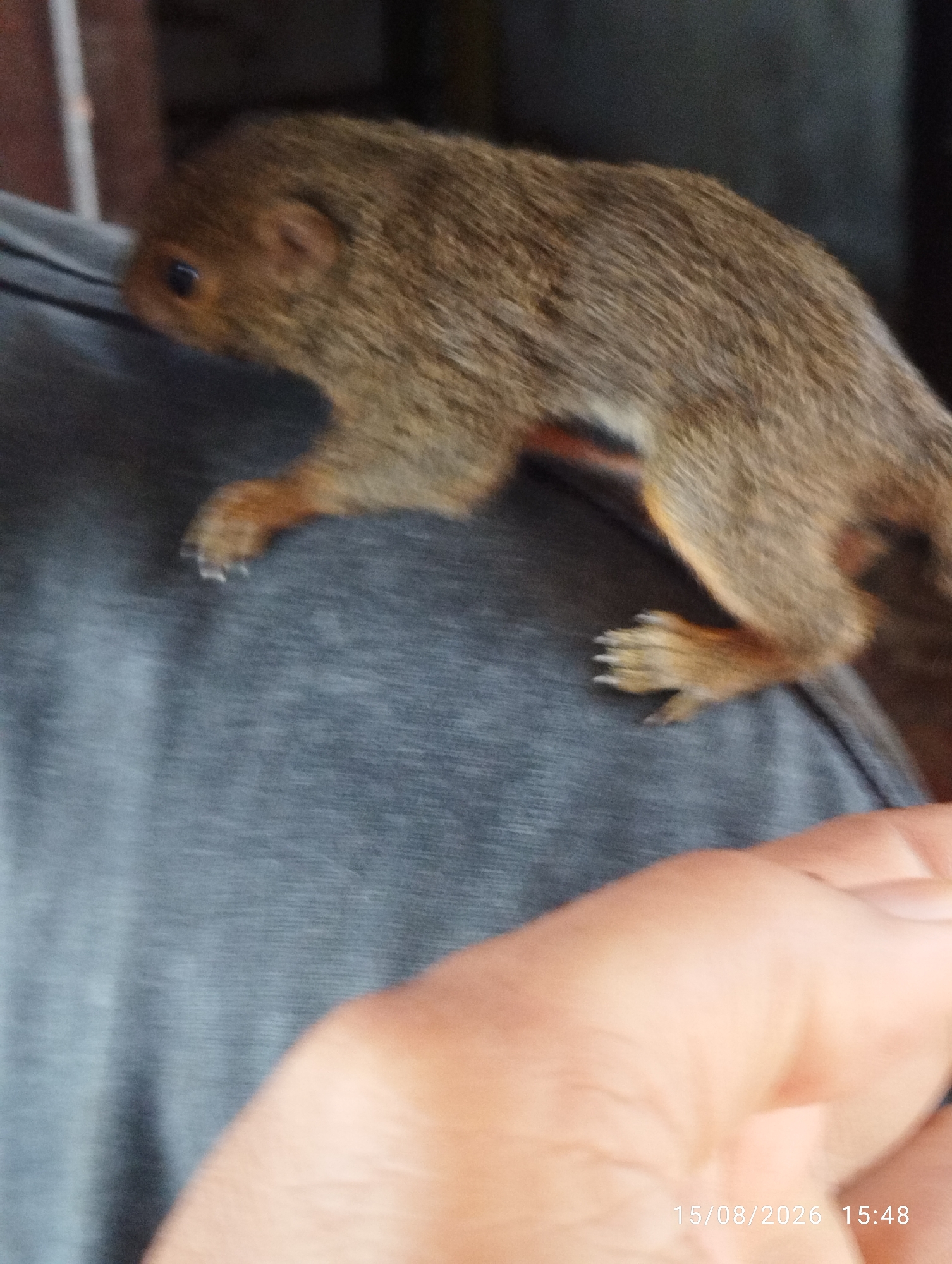 A young, brown squirrel is perched on a person's shoulder. The squirrel has a furry coat, a small dark eye, and an ear visible. Its front paws, with visible claws, are resting on the person's grey shirt. The person's hand, slightly blurred, is in the foreground, and a date stamp "15/08/2026 15:48" is visible in the lower right corner. The background is out of focus and appears to be indoors with wooden elements.