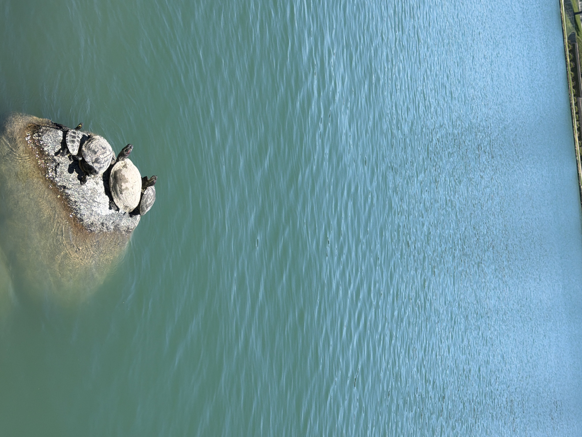 The image shows a body of water, likely a lake or pond, with a rock formation emerging from it. On the rock, five turtles are basking in the sun. The turtles are of varying sizes, with the largest one positioned in the center. The water is calm and a clear blue-green color, reflecting the sunlight. The background of the image is dominated by the expanse of water, with a faint glimpse of a landscaped area and buildings in the distance, suggesting an urban or suburban setting. Based on the distinct landscaping and the type of water body, this scene is likely located in the city of Irvine, United States of America, potentially within a park or recreational area.