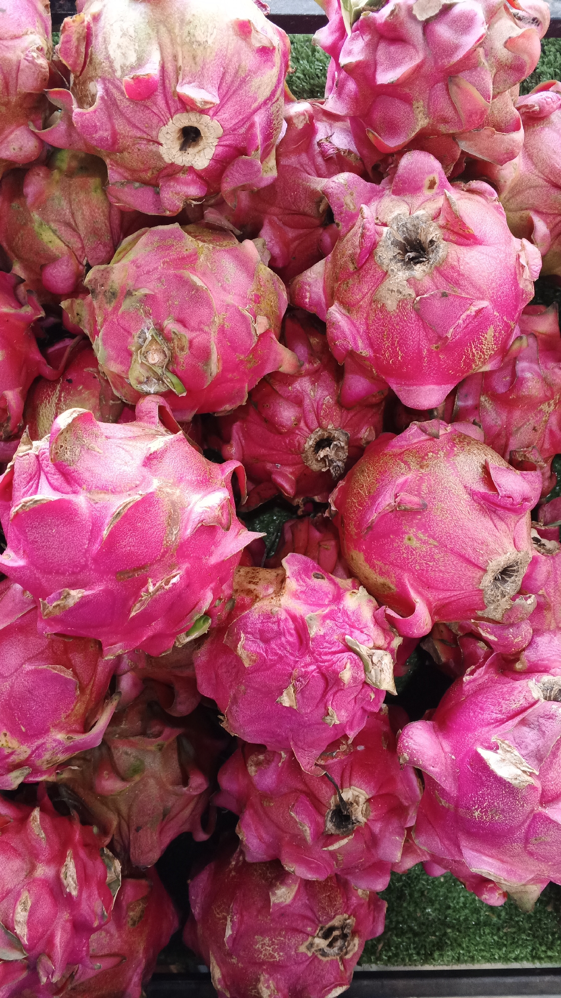 A close-up, overhead shot displays a dense pile of vibrant pink dragon fruits, their scaly exteriors a mix of bright magenta and faded green. Some fruits show dried, brownish stems at their tops, while others have small, green leaf-like protrusions along their curves. The fruits are tightly packed together, filling the frame and suggesting a market stall in Ambarketawang, Indonesia. The background is mostly obscured by the fruit, but hints of dark and green textures suggest a surface beneath, possibly artificial grass or a dark cloth. There are no people or visible actions taking place.