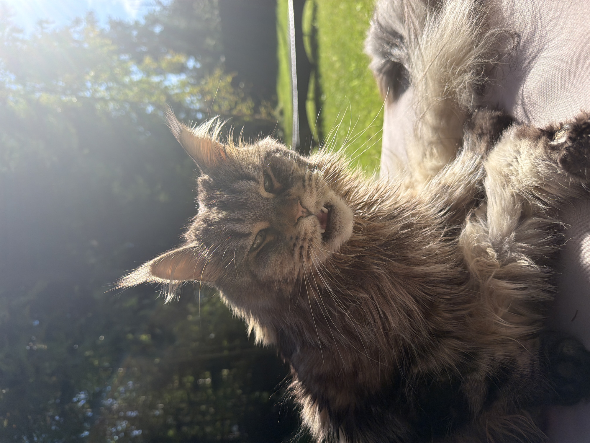 A close-up, eye-level shot focuses on a Maine Coon cat with a brown tabby coat and tufted ears, basking in bright sunlight outdoors. The cat is lying down, its mouth slightly open, revealing its teeth and a hint of tongue. Its fur is long and appears somewhat wet, possibly from dew or recent grooming. The background is softly blurred, showing a green lawn, trees, and a bright sky with lens flare from the sun. The overall scene suggests a tranquil moment in a backyard or park setting. The provided information states the location is in the city of Ленинское, Russia, though there are no visual cues within the image to confirm this specific location.