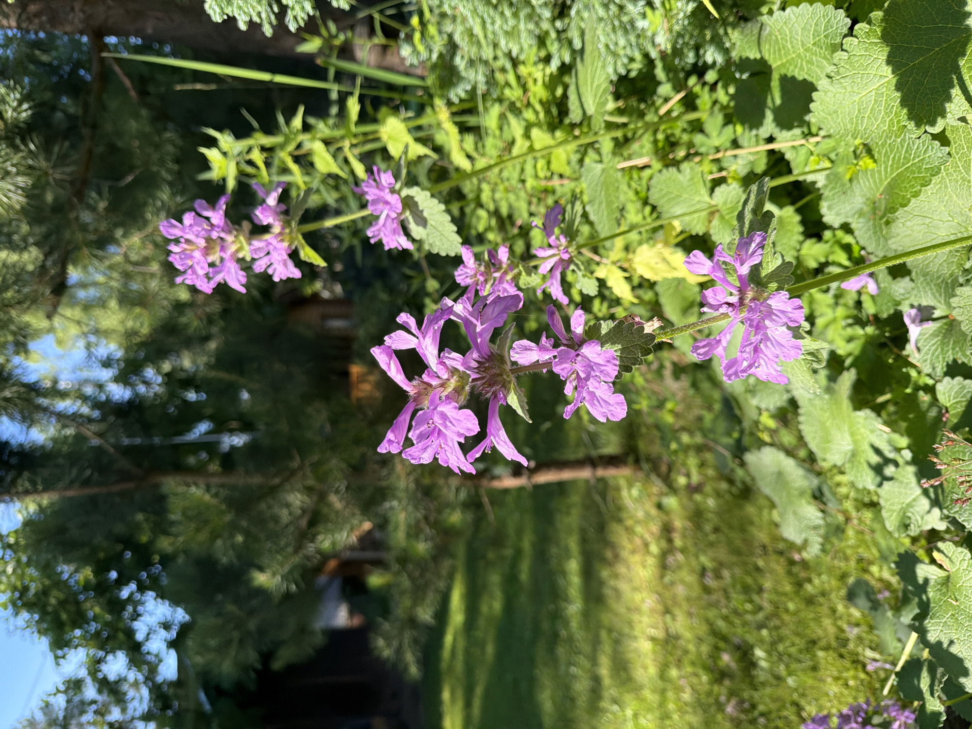 In the city of Orekhovo, Russia, a close-up, eye-level shot captures a flowering plant with delicate purple blossoms, its stem reaching upwards. The flower's petals are intricately shaped, with visible veins and a slightly fuzzy texture. Behind the plant, a blurred background depicts lush green foliage and a grassy area, bathed in bright sunlight. To the left, a portion of a dark brown structure, possibly a building, is visible amongst the trees. The overall setting appears to be a garden or a natural outdoor space, suggesting a peaceful, sun-drenched day.