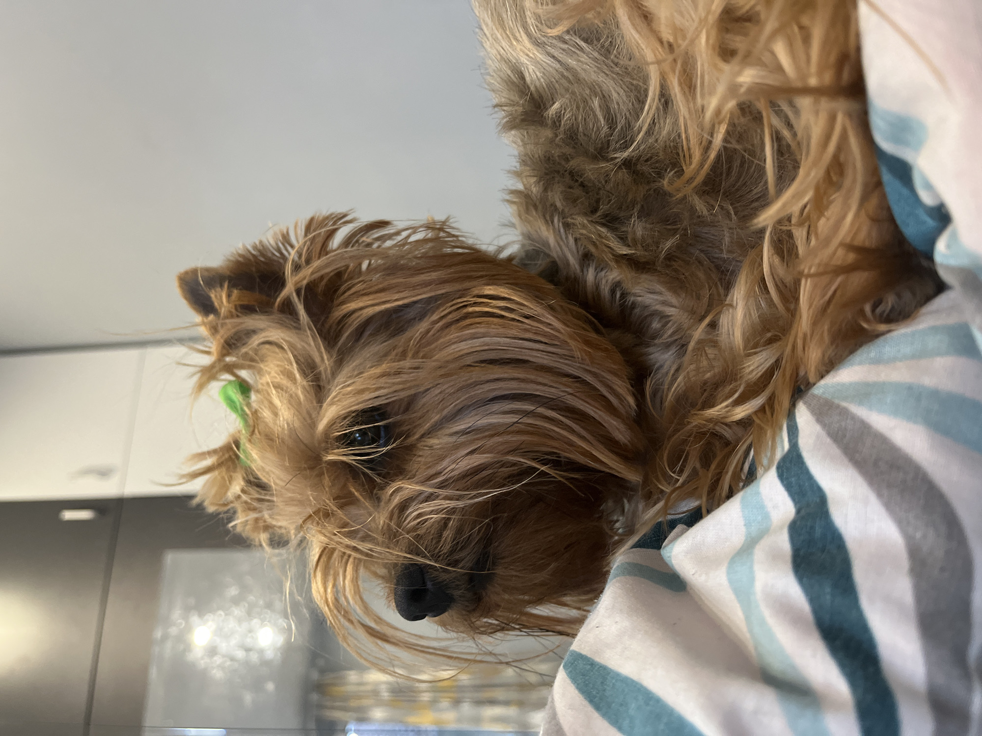 The image, captured from a low angle and rotated sideways, displays a small, long-haired dog, likely a Yorkshire Terrier. Its fur is a blend of light brown and blonde tones, framing a dark eye and a black nose. A small, bright green object is visible within the fur near the dog's left ear. The dog is nestled against or partially covered by a striped fabric featuring vertical bands of white, blue/teal, and gray. The background is softly blurred, showing light-colored walls and dark, reflective surfaces, suggesting an indoor setting like a modern kitchen or living area. The dog appears calm and observant, looking slightly downwards. The scene depicts a quiet moment indoors, with no discernible activity beyond the dog resting or looking. No text is visible in the image. The location context provided is Veliko Tarnovo, Bulgaria.