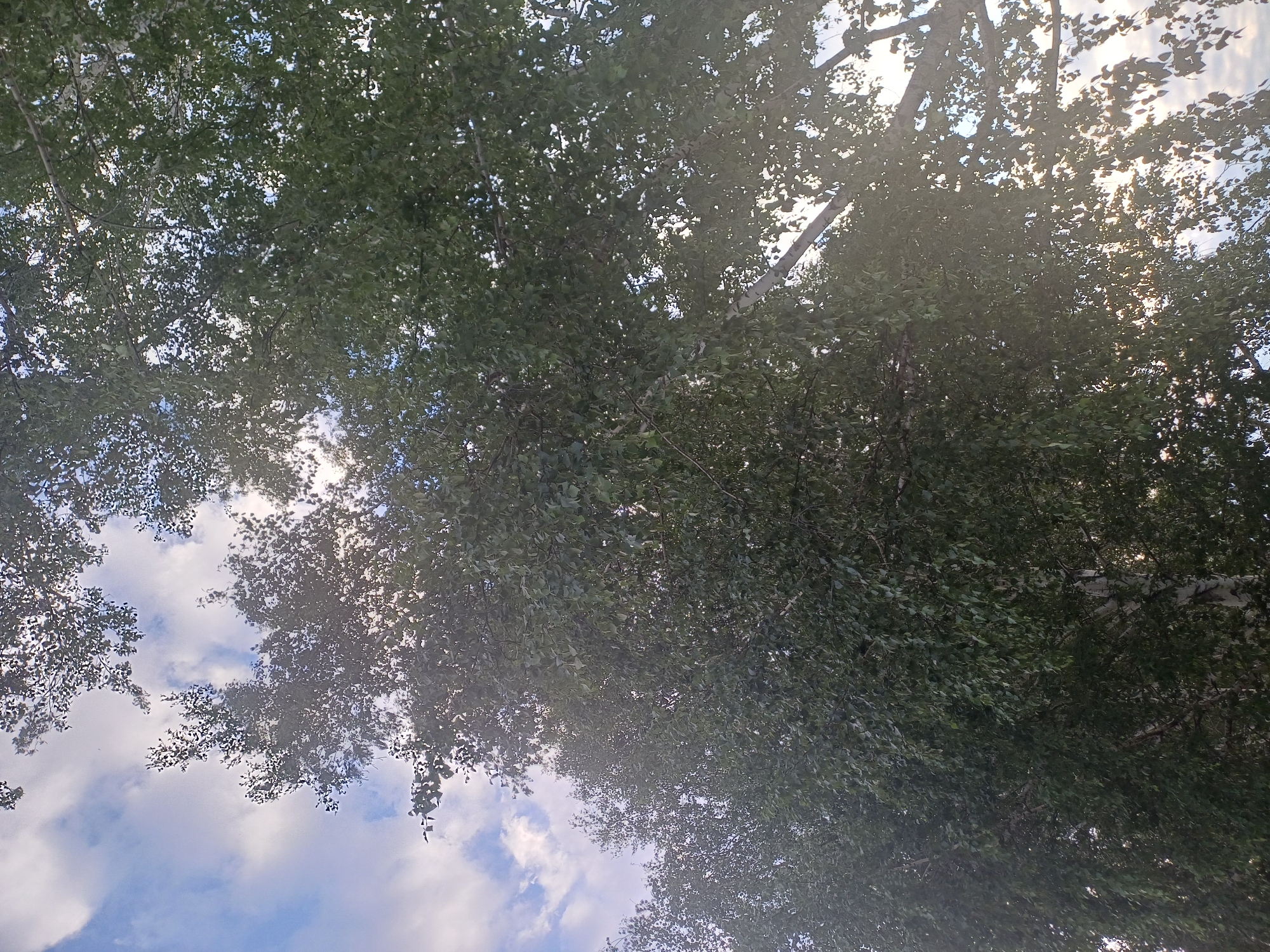 An upward-angle shot shows the canopy of a birch tree against a partly cloudy sky. The leaves are dense and green, with sunlight filtering through them, creating a dappled effect. Some branches are visible, including a thick white trunk on the right side of the frame. The sky is a mix of pale blue and white clouds. The scene is likely outdoors in an urban or park setting in Novosibirsk, Russia, given the presence of birch trees, which are common in the region. No people or specific actions are depicted.
