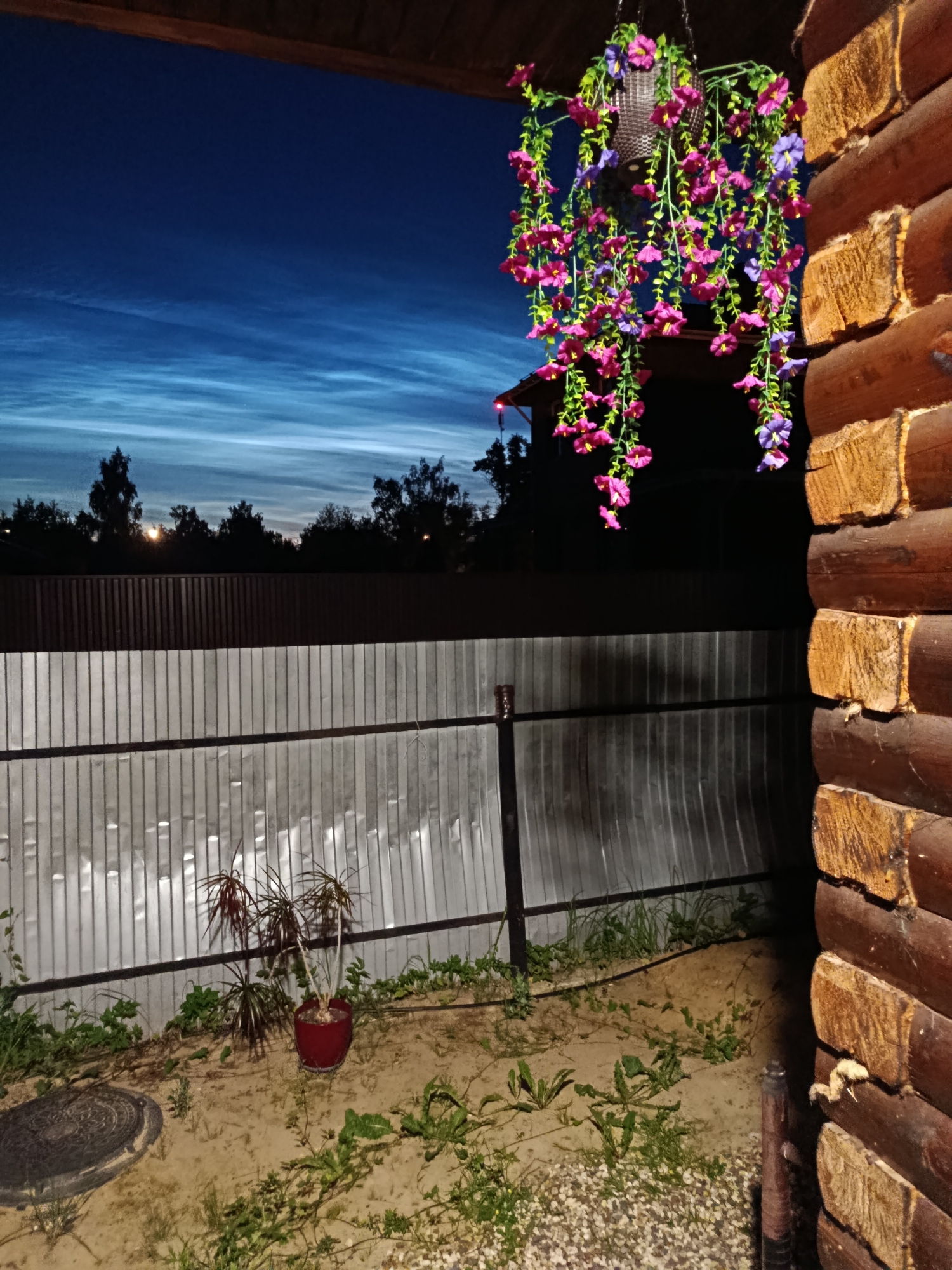 The image depicts a twilight scene from a covered porch or veranda, looking outwards. In the foreground on the right is the textured, horizontal log construction of a wooden building, with visible grain and rough-cut edges on the logs. Hanging from above, also on the right and in the midground, is a planter basket containing artificial cascading flowers in shades of pink and purple, with green stems and leaves.
Beyond the immediate structures, a metal fence with vertical corrugated panels stretches across the midground. The fence is set against a backdrop of silhouetted trees and foliage that form the treeline of the landscape. Above the treeline, the sky is a deep blue, illuminated by wispy, pale blue noctilucent clouds that create a dramatic striated effect.
In the foreground, on the ground to the left of the fence, there is a round, dark manhole cover and a potted plant with thin, spiky leaves in a red pot. The ground appears to be sandy with patches of green vegetation and small pebbles. The overall impression is one of a rural or suburban setting at dusk, possibly in Vareya, Russia, given the context provided, with a focus on the contrast between the artificial floral decoration, the natural landscape, and the atmospheric sky phenomenon.