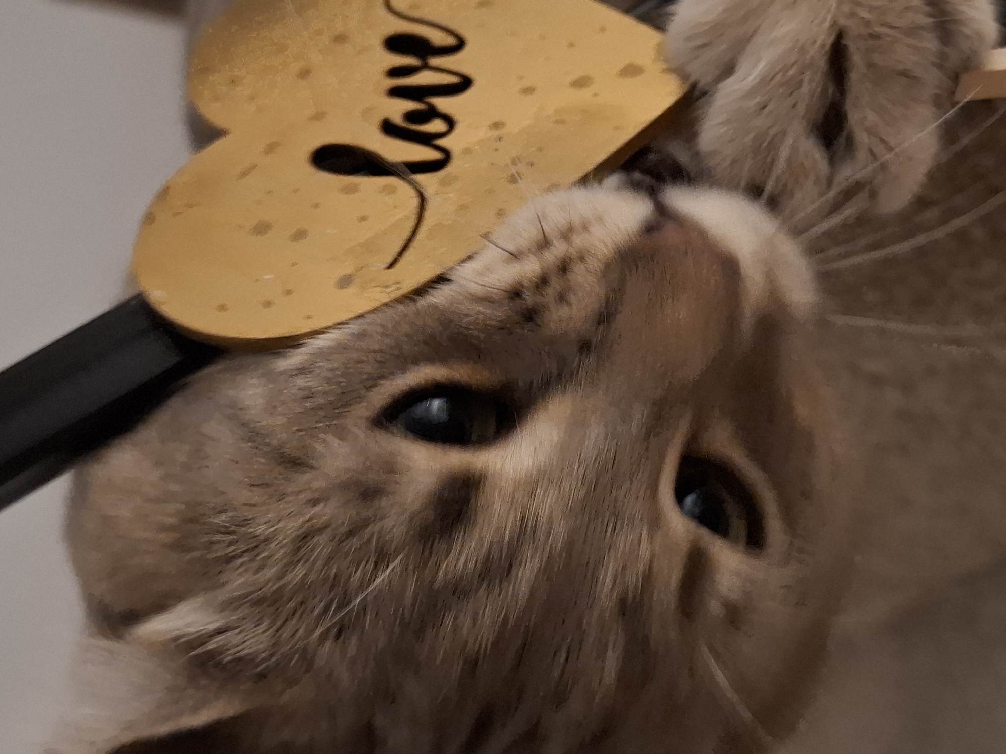 A close-up, low-angle shot features a light brown tabby cat with dark eyes nestled against a dark vertical object, possibly a chair leg. The cat's head is turned to the right, with its face partially obscured by a gold, heart-shaped ornament. The ornament is imprinted with the word "love" in a dark, cursive font and has a textured, speckled surface. The cat's paws are visible in the lower right quadrant of the image, and its whiskers are prominent. The background is a blurred, neutral tone, suggesting an indoor setting. The image is well-lit, with a shallow depth of field that keeps the cat and ornament in sharp focus.