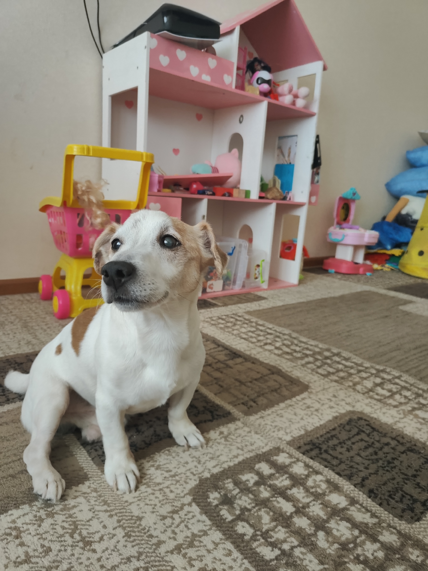 The image shows a white and brown dog sitting on a patterned rug in an indoor setting. Behind the dog is a pink and white dollhouse with various toys on its shelves, including stuffed animals and plastic figures. To the left of the dollhouse is a yellow toy shopping cart with a pink basket. The room appears to be a child's play area. The overall lighting suggests it is daytime. The dog is looking off to the side with its ears perked up. There is a power cord visible on the wall in the upper left of the image. The rug has a geometric pattern of beige, brown, and white squares.