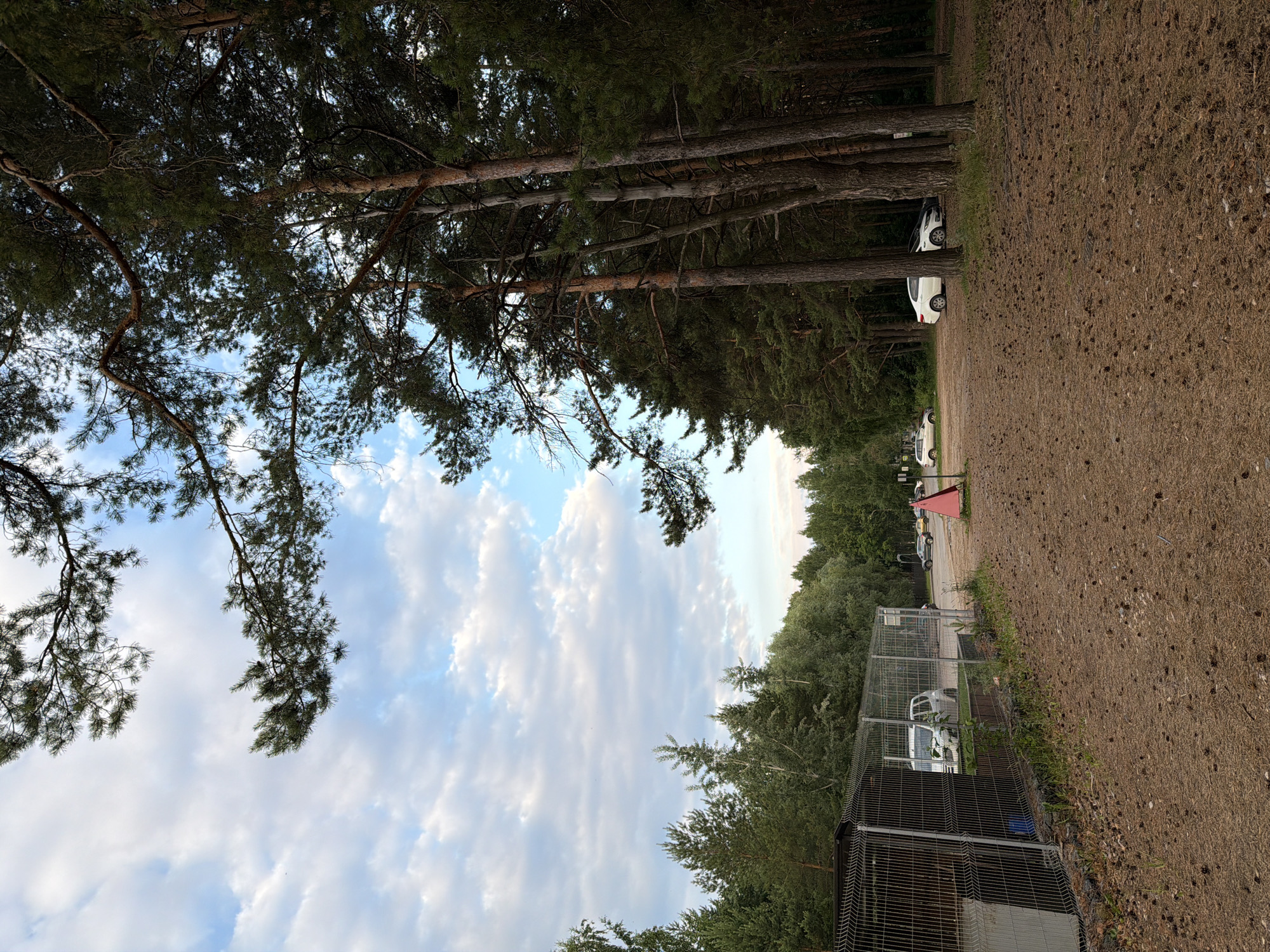 This media file depicts an outdoor scene in Chaikovsky, Russia, likely during the daytime. The image is oriented sideways, showing a landscape with a forest on the left and a dirt path with parked cars on the right.
The subjects include several white cars, one appearing to be a hatchback and another a sedan, parked along the dirt path. A wire cage or enclosure is visible in the foreground on the right. The setting is a forested area with tall pine trees that cast shadows. The ground is covered with pine needles and cones. The sky is visible above the trees, featuring scattered white clouds against a light blue backdrop.
There is no visible text in the media file. The overall mood is peaceful and natural, possibly suggesting a rural or recreational area. The time of day appears to be late afternoon or early evening, given the angle of the light and the nature of the sky. The weather seems fair, with the presence of clouds but no indication of rain. The location cues, such as the type of vegetation and the cars, are consistent with a Russian setting. No people are directly visible in the image, although the presence of parked cars suggests human activity in the vicinity.