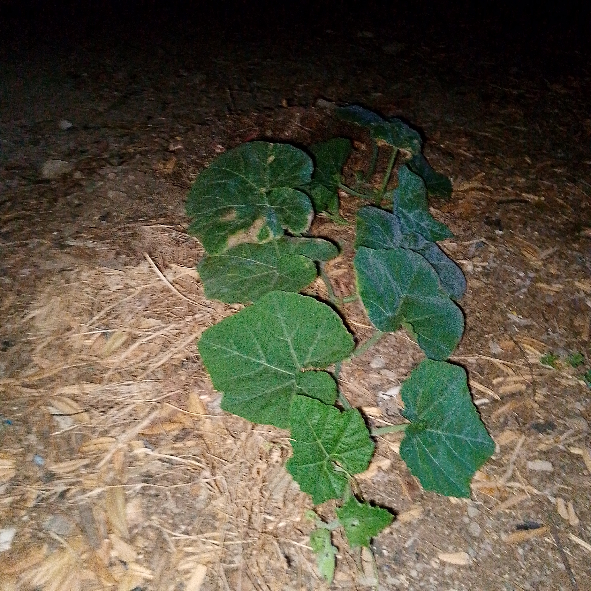 The image shows a plant with large, green leaves growing on the ground. The ground is covered in dry straw-like material and some bare earth. The background is dark, suggesting the photo was taken at night or in a dimly lit area. The location is Altagracia, Venezuela. There are no people visible in the image. The subject is the plant and its immediate surroundings. The action is the plant growing. There are no visible interactions.