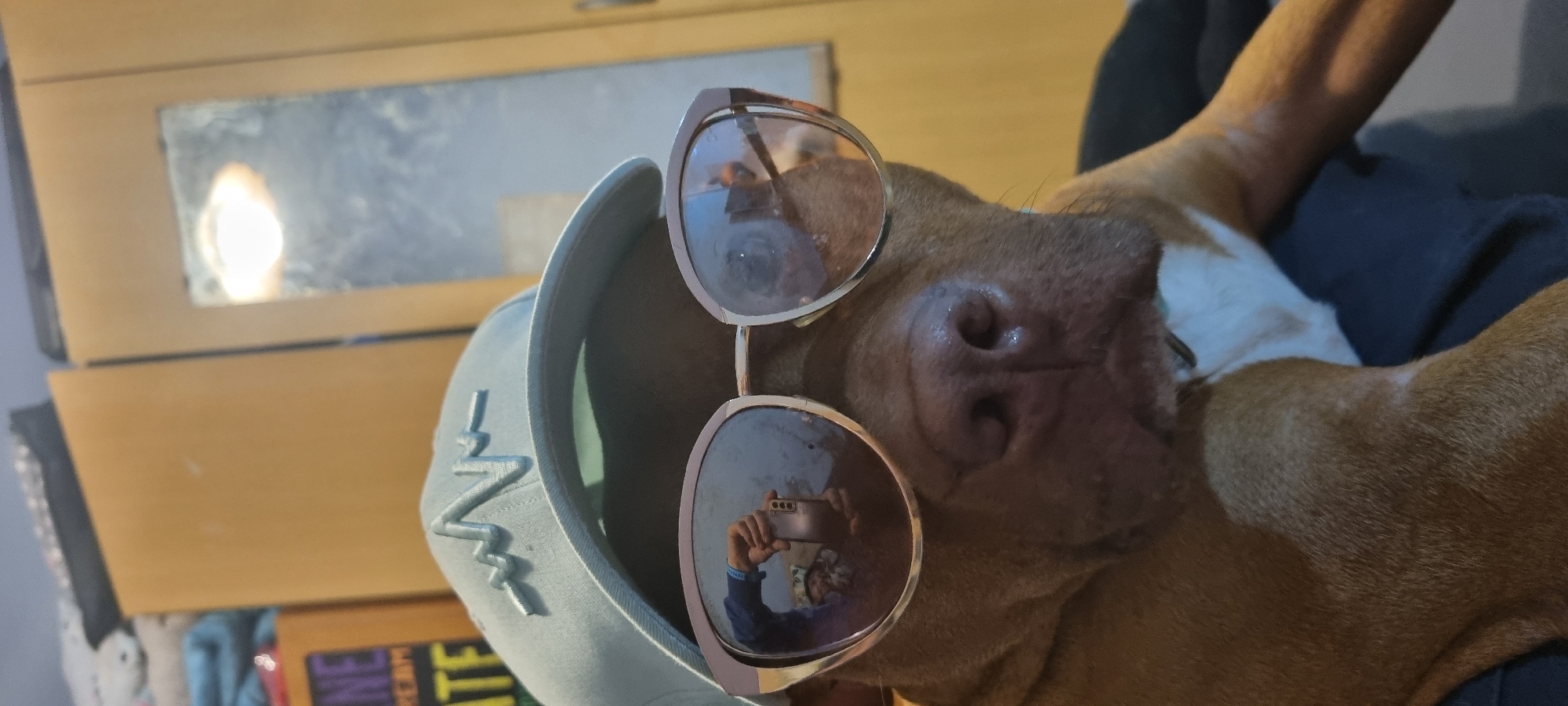 An eye-level, slightly rotated shot captures a light brown dog, likely a pit bull, lying down indoors. The dog's head is prominently featured, adorned with oversized, rose-gold framed sunglasses. The reflective lenses of the sunglasses clearly show a person holding a smartphone, capturing the image, along with a partial reflection of the person's face. The dog is also wearing a light grey or blue baseball cap with a stylized, zigzag-like logo (resembling an "M" or "W") embroidered on the front. Its wet, pinkish-brown nose is visible just below the sunglasses.
The dog's fur is mostly short and reddish-brown, with some white patches visible on its chest and possibly underside. It appears relaxed, possibly lying on a dark blue or black piece of fabric, which could be a blanket or clothing. In the background, out of focus, there are wooden furniture pieces, possibly drawers or shelves. On one of these surfaces, a rectangular object, possibly a mirror or a window, reflects a bright, luminous light source. The lighting suggests an indoor setting. No discernible text is visible on the cap or elsewhere in the image, other than the stylized logo.