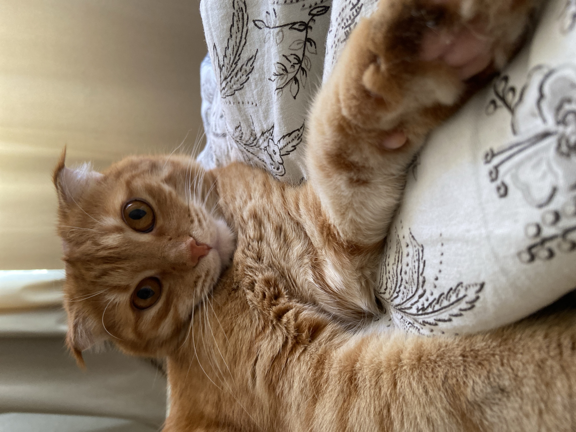 An orange Scottish Fold cat with large, expressive amber eyes lies on a patterned white comforter. The cat's ears are folded forward, and its gaze is directed at the camera. One of its paws is extended towards the viewer. The background consists of a softly blurred beige curtain. The scene appears to be indoors, possibly in a bedroom. The provided crops highlight close-ups of the cat's face, fur, and paw, as well as the texture and pattern of the bedding. There is no information or visual evidence in the image to indicate a location in Balashikha, Russia.