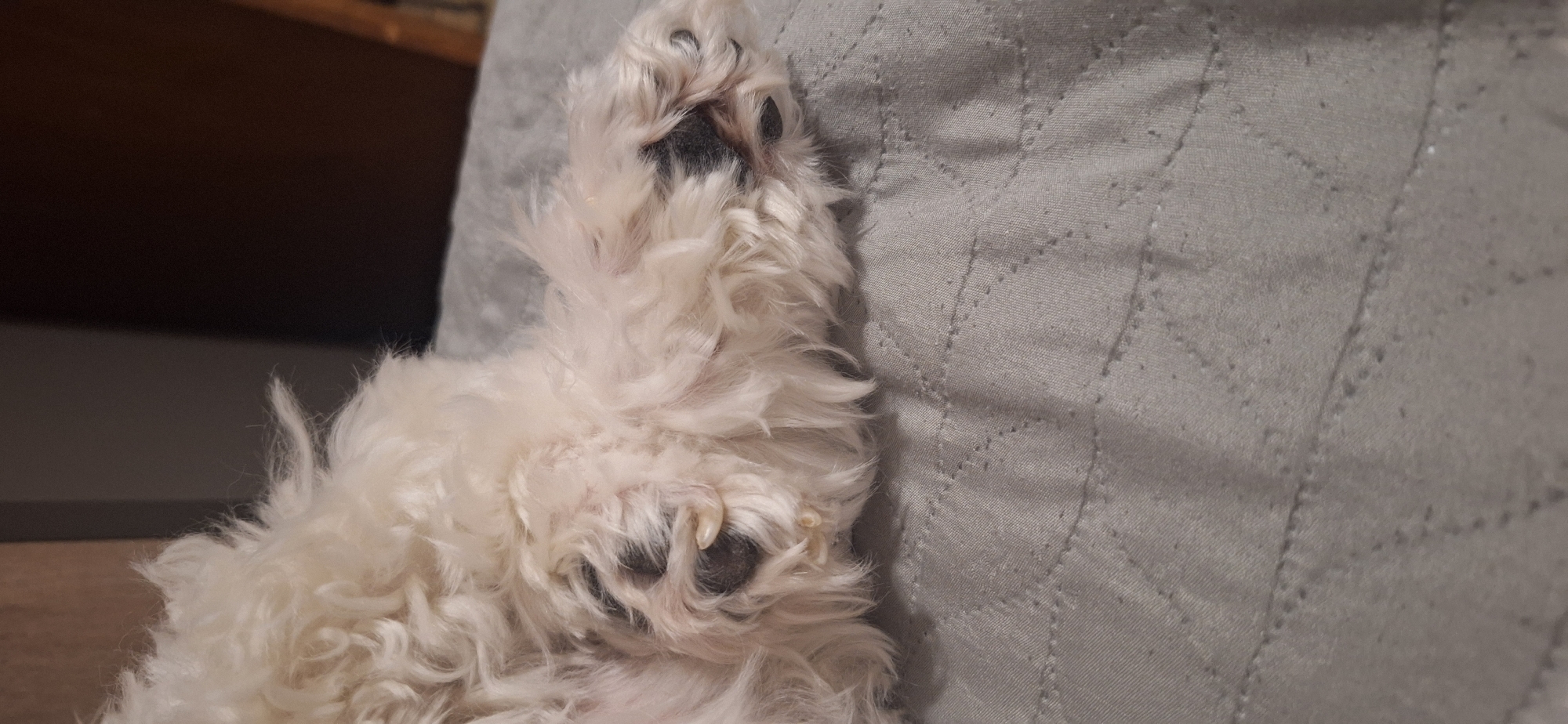 A close-up shot shows a white dog's paw with black pads resting on a gray quilted surface. The dog's fur is long and curly, obscuring the edges of the paw. There is no contextual information in the image to determine the location in Blagoevgrad, Bulgaria.