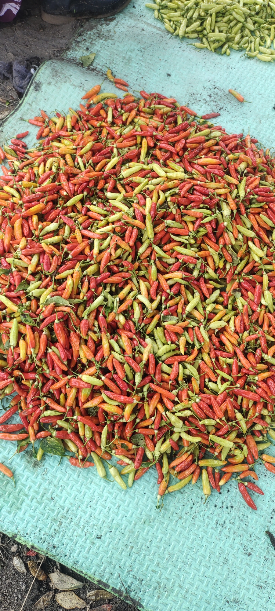 This is a high-angle, close-up shot of a large pile of small, multi-colored chili peppers. The peppers are predominantly red, orange, and yellow, with some green ones mixed in. They are spread out on a textured, teal-colored surface, which appears to be a mat or tarp. The mat has a diamond-shaped pattern. In the upper left corner of the image, a portion of dark footwear, possibly boots, is visible, suggesting a person is present but not fully in frame. The ground around the mat is dark and appears to be dirt or soil, with some scattered dry leaves. In the background, to the upper right, there is another pile of predominantly green chili peppers. The scene appears to be outdoors, possibly at a market or roadside stall in a rural setting, such as Cintadamai, Indonesia. The lighting suggests it is daytime.