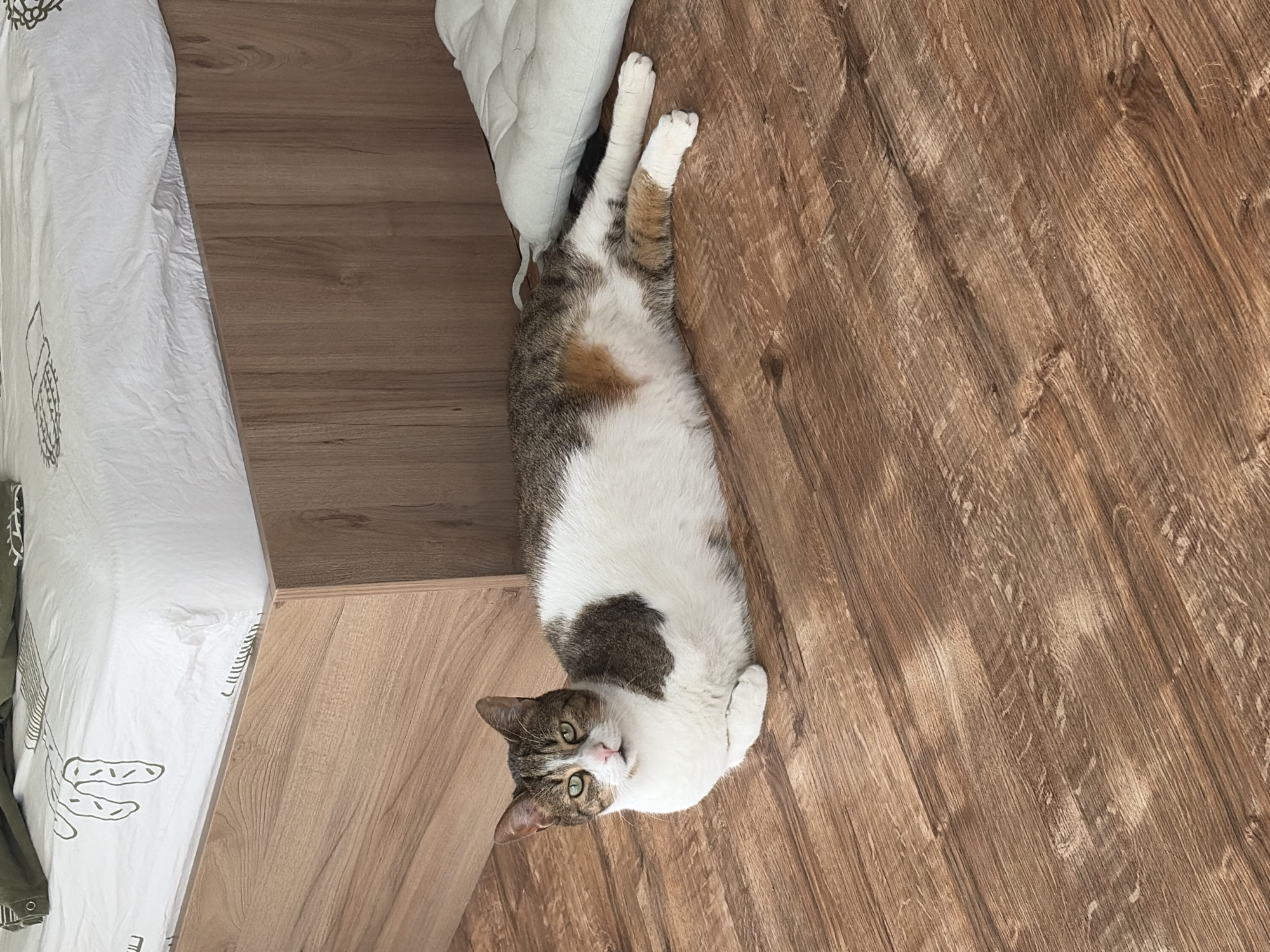 A full-body shot depicts a cat resting on a wooden floor. The cat lies near a bed frame and bed with white linens, taking up a significant portion of the frame. Its orientation is lengthwise, with its head pointing towards the lower left of the image. The cat exhibits a predominantly white and grey coat pattern with a patch of brown. It appears relaxed, looking at the camera with green eyes. The wooden floorboards run diagonally across the image's right side. The location is Unknown, Unknown.