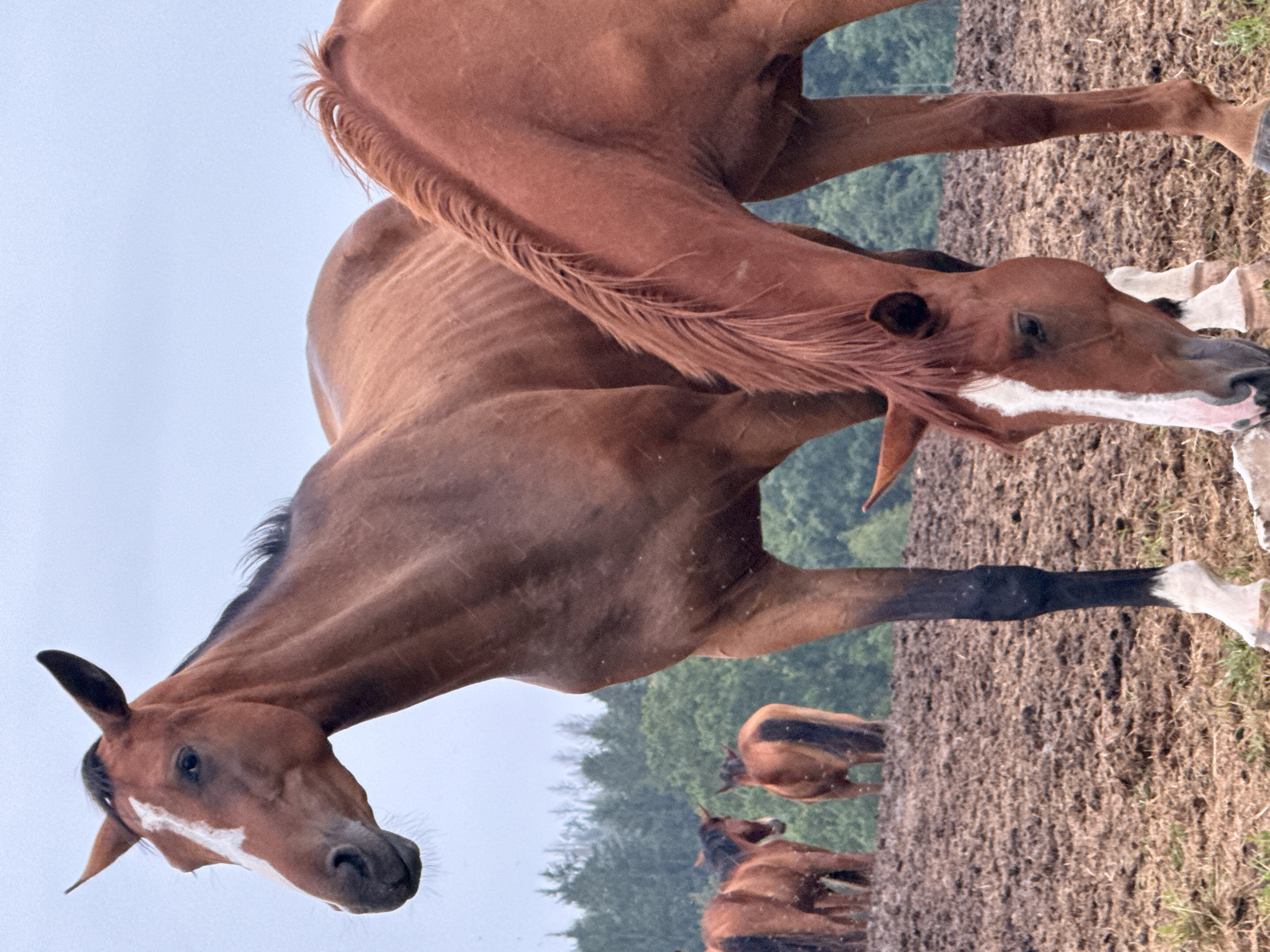 In Galinė, Lithuania, a herd of brown horses stands in a muddy, open field under an overcast sky. The horses are the primary focus, with a large horse in the foreground, facing left with its head turned towards the viewer, and another horse's neck and mane visible to its right. In the background, several other horses are clustered together, appearing smaller and further away. The terrain is uneven and appears to be dirt mixed with grass and puddles of water, indicating recent rain or damp conditions. A line of trees forms the backdrop, suggesting a rural or forested environment surrounding the field. The overall impression is a natural, outdoor scene with a focus on the animals in their environment.