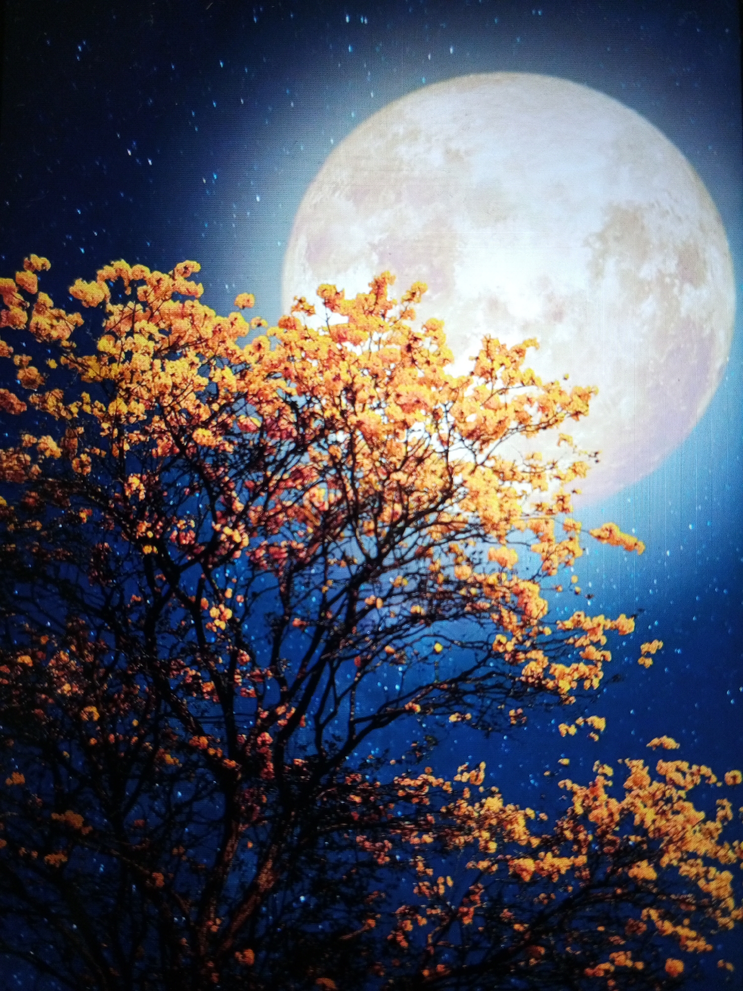 A captivating night scene unfolds, dominated by a large, luminous full moon positioned in the upper right portion of the frame. The moon casts a soft glow across the deep blue night sky, which is peppered with countless small, sparkling stars. In the foreground, a tree with dark, intricate branches is densely covered in vibrant yellow-orange blossoms. These bright flowers contrast dramatically with the dark branches and the cool blue of the sky and moon. The tree extends from the bottom and left sides of the image, its leafy canopy reaching towards and partially framing the moon. The scene conveys a sense of tranquility and natural beauty under a clear night sky. There are no visible people or text, and no specific activity is taking place. The location context provided is Tinaquillo, Venezuela.