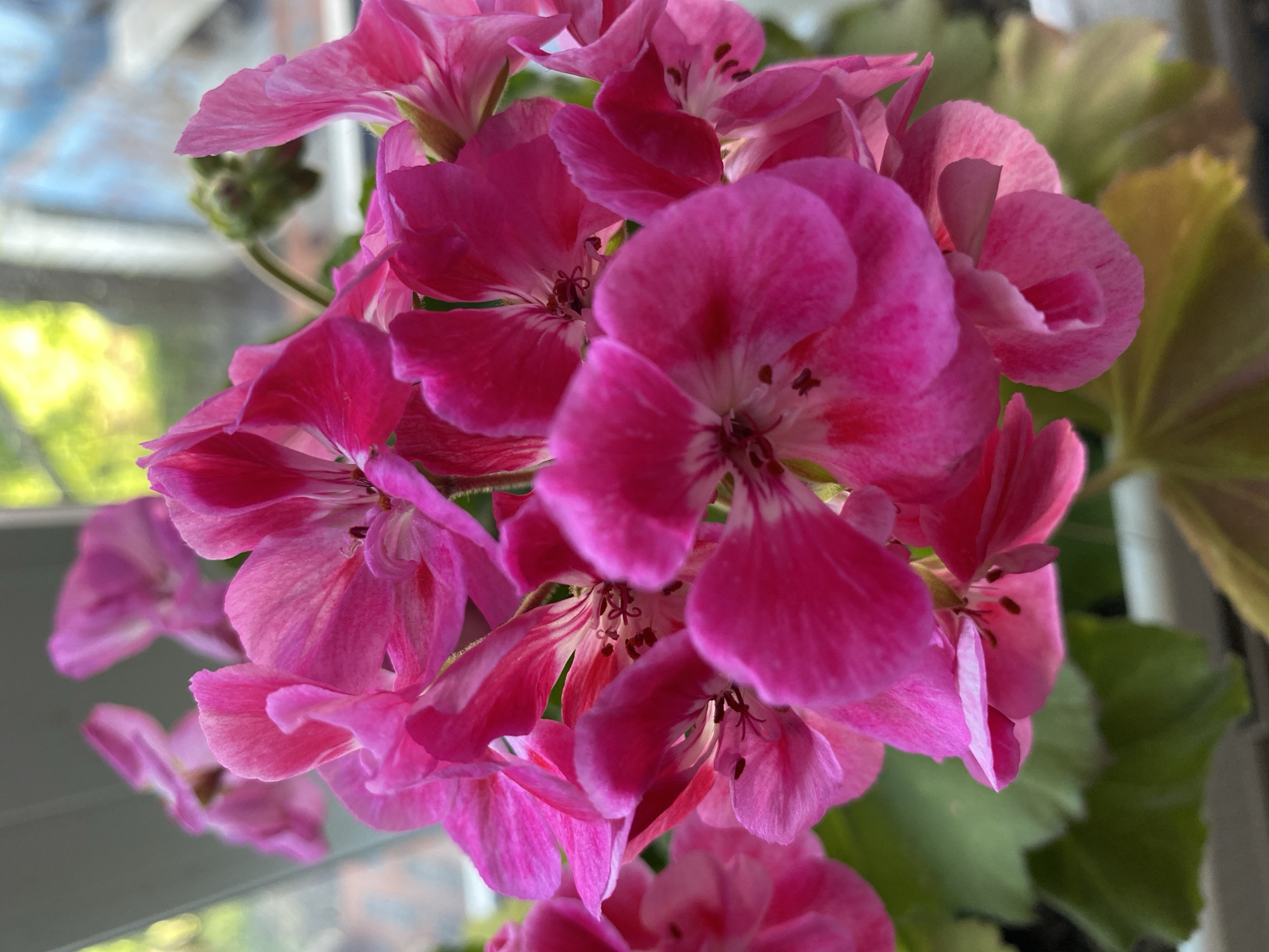 A cluster of bright pink geranium flowers is in full bloom, with some petals showing lighter pink and white markings. The flowers are densely packed together, with their delicate petals unfurling. In the background, out of focus, is a window with glimpses of green foliage and a pale blue sky, suggesting an indoor setting near a window in Zelenodol'sk, Russia. The lighting appears natural, coming from the window, which highlights the vibrant colors of the flowers.