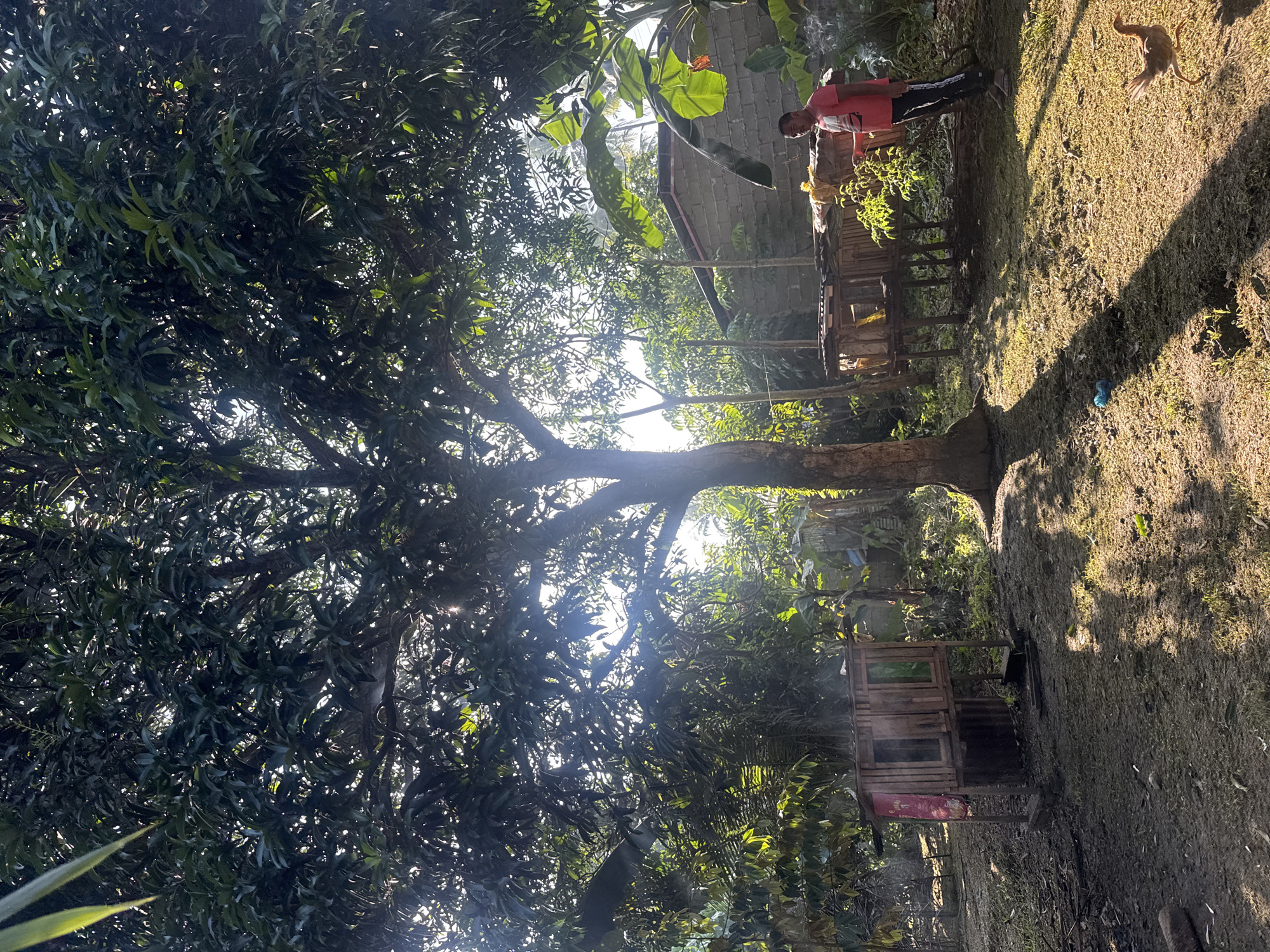 This image depicts a sunlit outdoor scene in a residential area of Carmen, Philippines, characterized by lush vegetation and simple structures. Dominating the center is a large tree with a dense canopy of dark green leaves, through which bright sunlight filters, creating dappled shadows on the ground.
In the foreground and midground, the ground is a mix of bare soil and patches of green grass, traversed by long, distinct shadows from the central tree and other unseen objects, suggesting either early morning or late afternoon. On the left, an elevated wooden structure, possibly an animal pen or chicken coop, is visible, constructed from unpainted timber with small window-like openings and a red fabric banner attached to its side. Another similar, slightly larger wooden structure stands further back on the right.
To the right side of the frame, a man stands in a red or orange short-sleeved t-shirt, dark trousers with white vertical stripes, and light-colored sandals. He is positioned near some low-lying green foliage and appears to be looking towards the left, with a light wisp of smoke or mist rising behind him near the second wooden structure. In the background, a concrete block house with a partially visible roof is situated amidst dense greenery, including banana plants with large leaves on the right.
An brown chicken is seen walking on the grass in the lower right corner, captured in mid-stride. High within the dense foliage of the central tree, barely visible through the leaves, a light-colored bird (possibly a pigeon or dove) is perched on a branch. The overall scene conveys a rural or semi-urban domestic environment with natural elements and humble dwellings under bright, natural light.