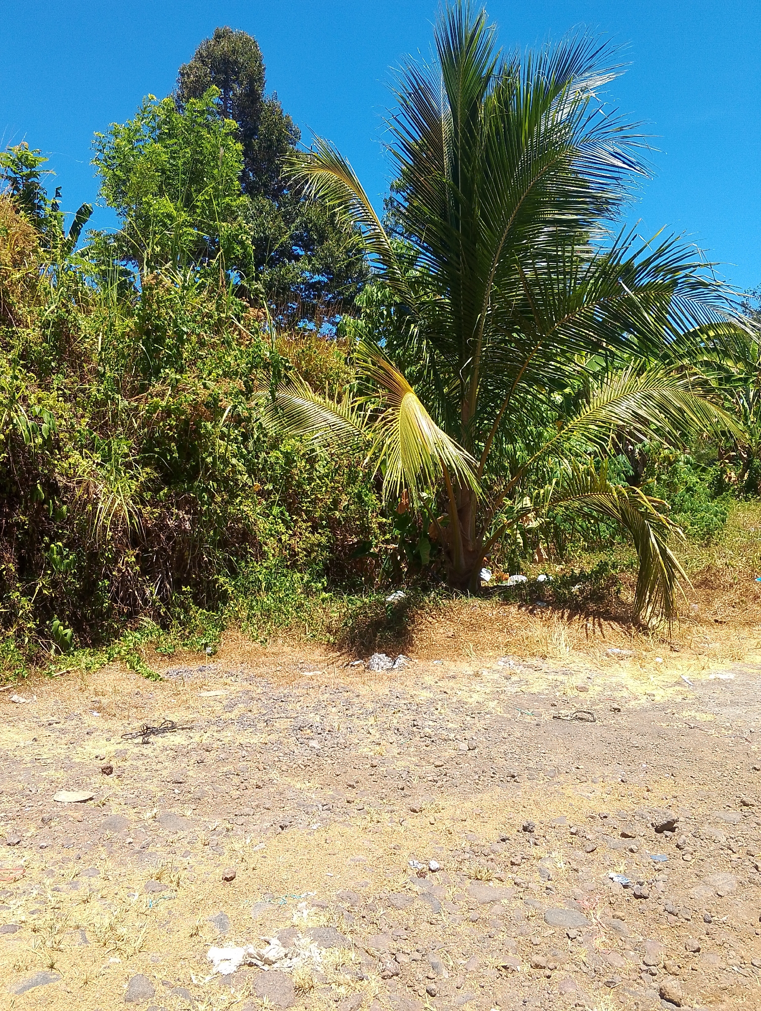 The image depicts a roadside scene in Tomohon, Indonesia, under a clear blue sky. The foreground is a dirt path covered with small stones and dry, yellowing grass. Scattered on the path are pieces of white plastic trash, a coiled dark rope, and various small rocks. In the middle ground, a palm tree with large, arching fronds stands to the right, its trunk a textured brown. Behind the palm tree, dense green vegetation forms a wall of leaves and branches, with tall trees reaching higher into the sky. The vegetation is varied, with some taller trees having dark green foliage and others having lighter green leaves. The overall impression is one of a rural or semi-rural environment, possibly on the outskirts of a town, with natural growth and some signs of human litter.
