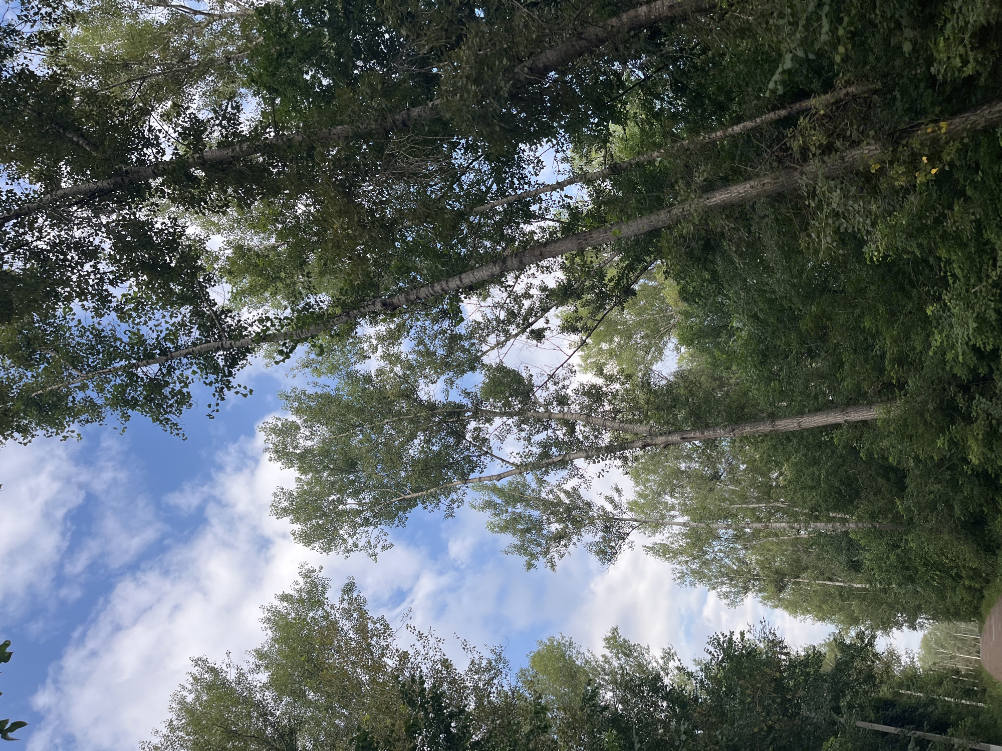 The image shows a dense forest with tall trees under a partly cloudy blue sky. The perspective is looking upwards into the canopy, with the trunks of trees dominating the foreground and midground. The foliage is lush and green, with a mix of light and dark green hues. A narrow dirt path is visible in the lower left corner, disappearing into the trees. The scene appears to be a natural landscape within a wooded area. The location is the city of Blagoveshchensk, Russia.