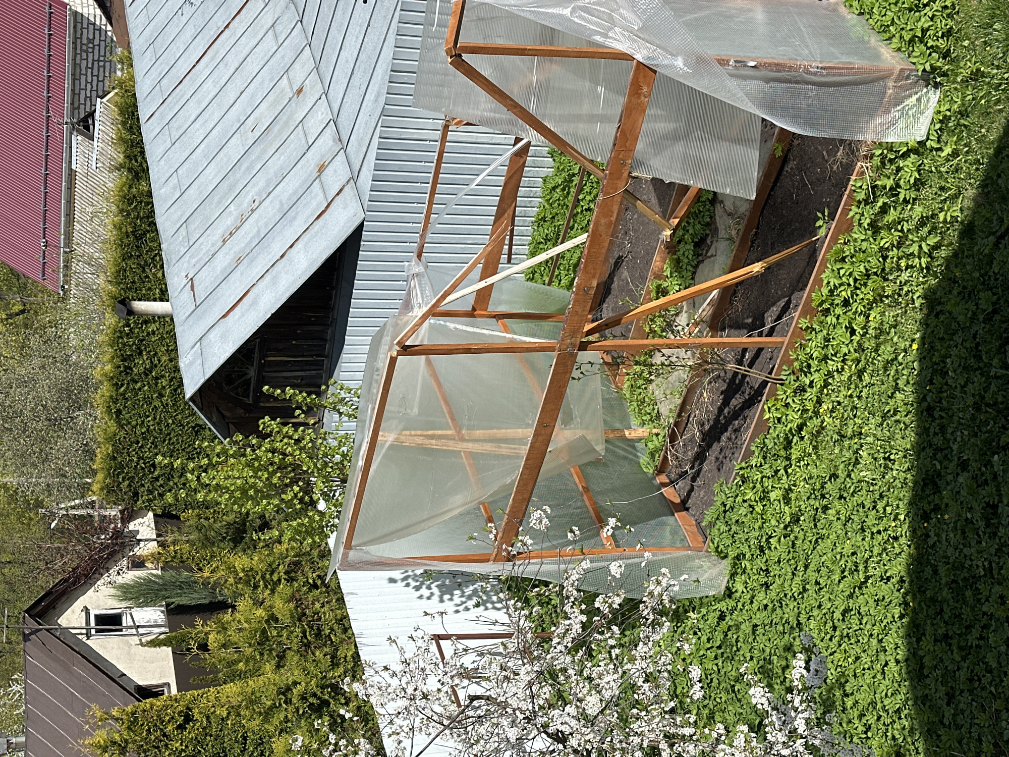 The image depicts a backyard scene in what appears to be a residential area, possibly in Nizhny Novgorod, Russia. A small, wooden-framed greenhouse with clear plastic sheeting stands partially open on one side, revealing dark soil inside. The greenhouse is surrounded by lush green ground cover. Adjacent to the greenhouse is a structure with a corrugated metal roof. Beyond the greenhouse and the metal-roofed structure, houses and trees are visible. A flowering tree is in the foreground.