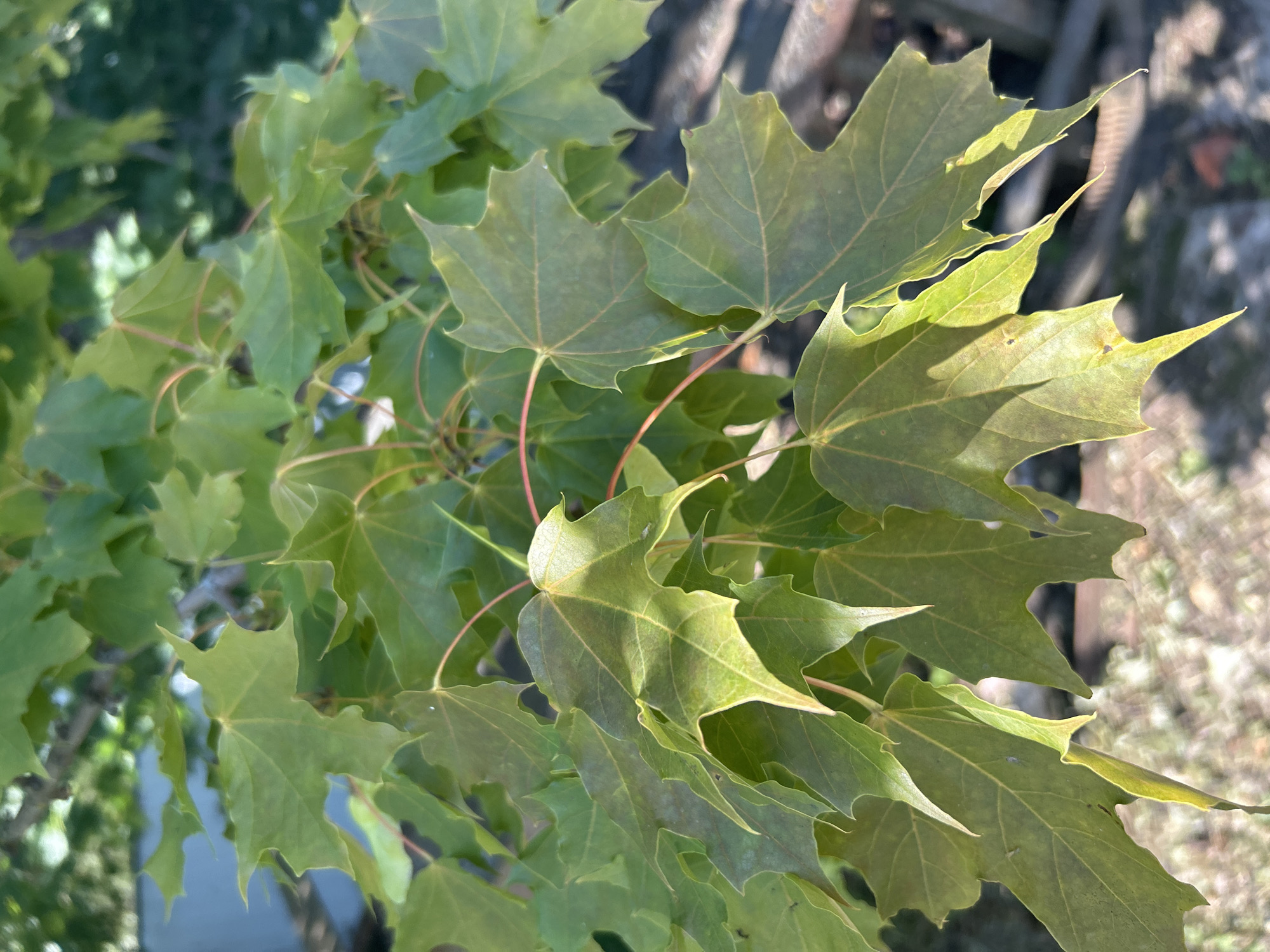 The image shows a close-up view of green maple leaves on a branch, with a blurred background of outdoor scenery. The leaves are broad and palmate, with serrated edges. Some of the leaves are partially illuminated by sunlight, casting shadows on others. The branch itself is thin and reddish-brown. The background suggests an outdoor setting, possibly a garden or park, with elements of foliage and structures that are out of focus. No people or specific actions are depicted. The image does not provide any information that would place it in the city of Калицино, Russia.