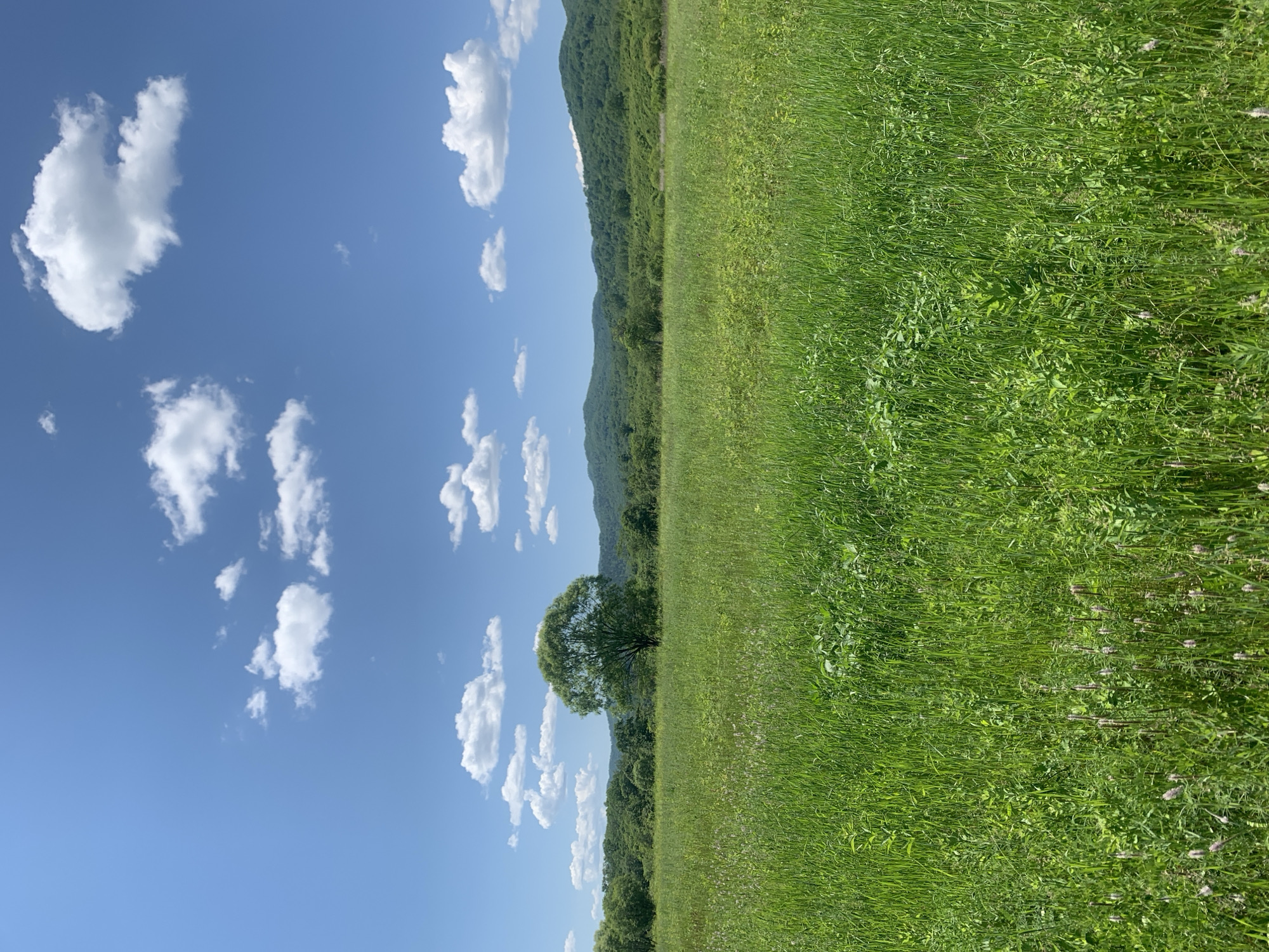 A lone, large deciduous tree stands in the middle of a vast, green meadow. The meadow is filled with tall grass and some smaller plants. In the background, rolling hills covered in lush green trees stretch across the horizon. The sky above is a vibrant blue, dotted with fluffy white clouds. The scene appears to be a natural landscape, likely in a rural or park setting. The image is a still shot, capturing a serene, natural moment.