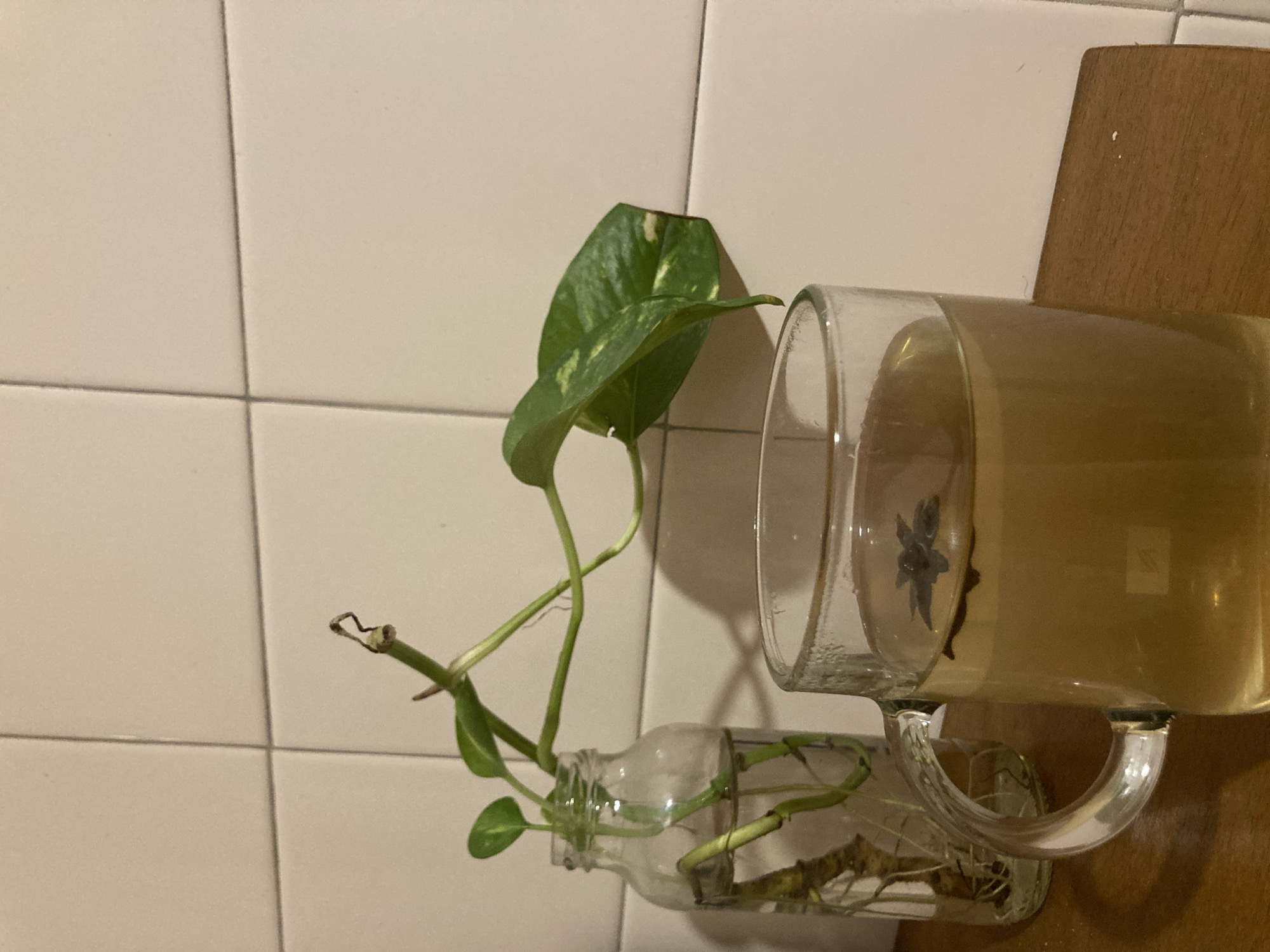 A small glass bottle containing water and the roots of a green leafy plant sits on a wooden surface, placed against a white tiled wall. To the right of the bottle, a clear glass mug filled with a yellowish liquid and a dark object inside rests partially on the bottle. The setting appears to be indoors, with a focus on the plant and containers.