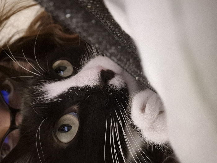 A tuxedo cat peers from behind a partially obscured object, possibly a blanket. The cat's face, mostly black with white markings around the nose and eyes, is the focal point. Its eyes are greenish-yellow, and long white whiskers extend outwards. A glimpse of a person's glasses can be seen to the left of the cat's face. The cat's paw is visible on the right, contrasting against the blurry background.