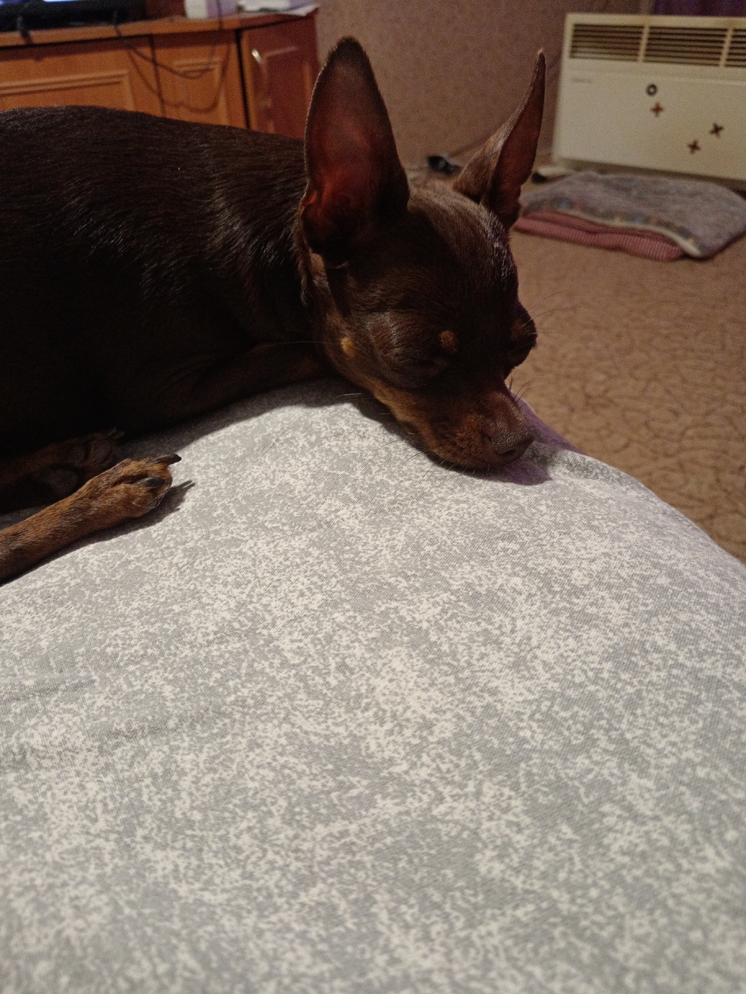 An indoor scene depicts a dark-colored toy terrier lying on a patterned gray cushion, its head resting on its paws. The dog's ears are prominent and pointed upwards, and its eyes are closed in sleep. In the background, a white radiator with horizontal vents is visible on a wall, with decorative red crosses and a circle affixed to it. A folded blanket, partly pink and partly gray, lies on the carpeted floor near the radiator. To the left, a wooden cabinet with drawers is partially visible, and a dark object, possibly a television screen, is at the top edge of the frame. The lighting suggests the photograph was taken indoors during the evening or night. The location is identified as Novopokrovka, Russia.