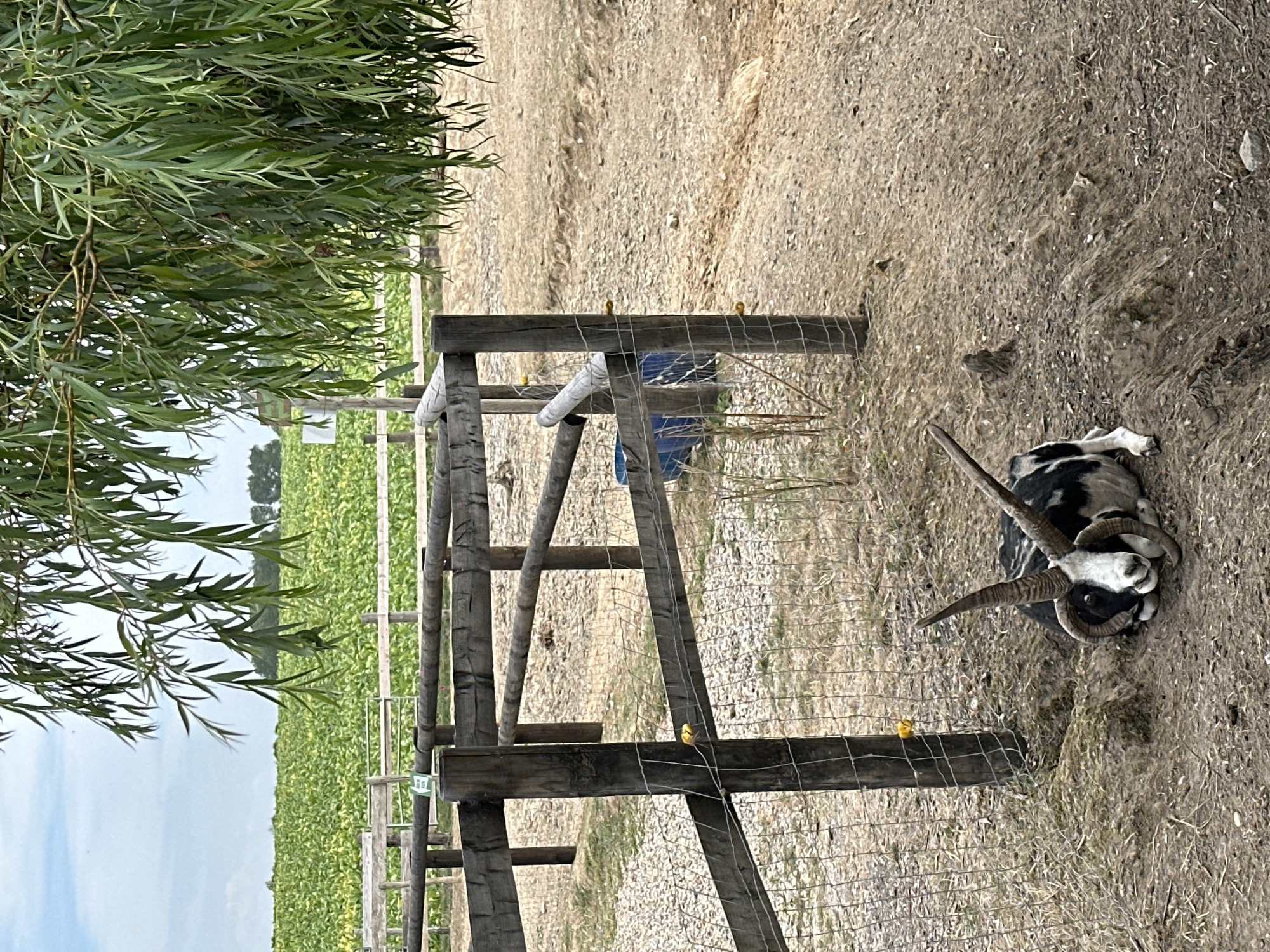 In the foreground, a black and white goat with large, curved horns lies on a patch of dirt. The goat is facing the camera, with its head slightly tilted. Behind the goat, a rustic wooden fence encloses a dusty area. The fence posts are weathered and support horizontal wooden beams and wire mesh. A blue plastic barrel is visible behind the fence. In the mid-ground, a lush green field stretches into the distance, bordered by a white fence. In the background, a cloudy sky is visible above a line of trees. The scene appears to be outdoors, possibly on a farm or in a rural area. This is Saint-Jouin-Bruneval, France.