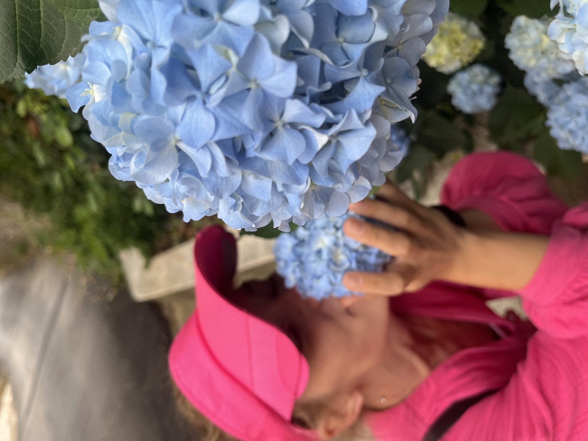 An overhead, tilted shot captures a person interacting with vibrant blue hydrangeas in Budva, Montenegro, under bright daylight. The foreground is dominated by a large, spherical cluster of detailed bright blue hydrangea blossoms. Below these, a person, likely female, with blonde hair, is looking upwards towards the flowers. She is dressed in a vivid hot pink long-sleeved top and a matching pink visor. Her face is softly blurred and partially obscured by a smaller cluster of blue hydrangeas and her hand, which gently touches the blooms, conveying an act of appreciation or smelling the flowers.
The background features more hydrangea bushes with blue and pale yellow-green blossoms, softly blurred, and lush green foliage, suggesting a garden or a well-maintained outdoor area. A blurry section on the left side of the frame indicates a path or pavement. The overall impression is one of peaceful enjoyment of nature. No text is visible in the image.