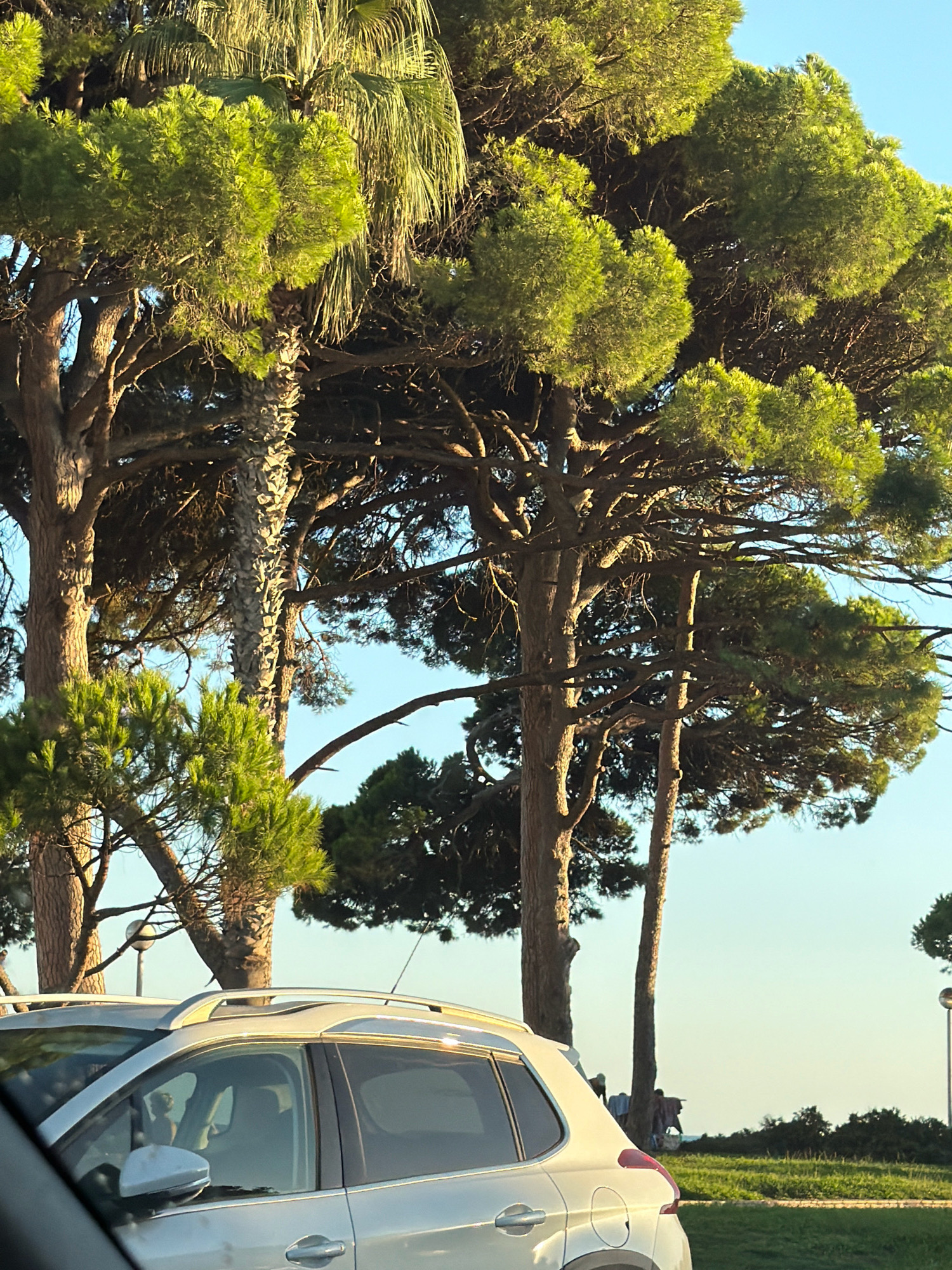 The image shows a bright, sunny day with a clear blue sky. In the foreground, the side of a silver SUV is visible. The car has a silver roof rack. Behind the car, there are several large pine trees with full, green canopies. A tall palm tree is also visible among the pine trees. In the background, there is a grassy area with some low bushes. Further in the background, silhouetted figures are visible, appearing to be standing near the water, possibly at a beach or waterfront. The overall scene suggests a coastal or park-like environment. The lighting indicates it is likely late afternoon or early evening, with the sun casting warm light on the trees. This scene is consistent with the coastal areas of Cambrils, Spain, which is known for its pine forests and beaches.