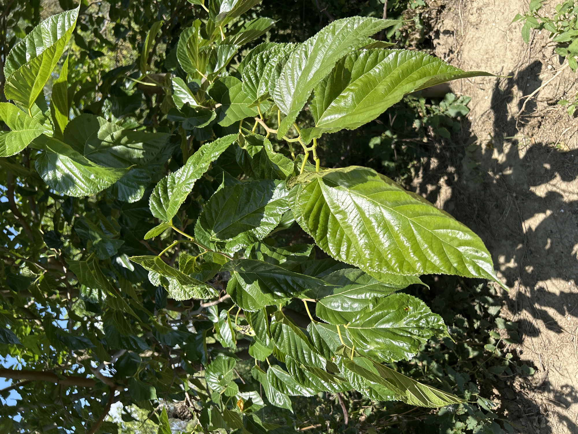 The image shows a close-up view of lush green mulberry leaves and branches against a blurred background of more foliage and the ground. The leaves are large, with prominent veins and serrated edges, and they are glossy, reflecting the sunlight. Some branches are visible, as well as shadows cast by the leaves onto the dry, sandy ground below. The overall scene is one of natural greenery bathed in daylight. The location is identified as Zaboizkiy, Russia.