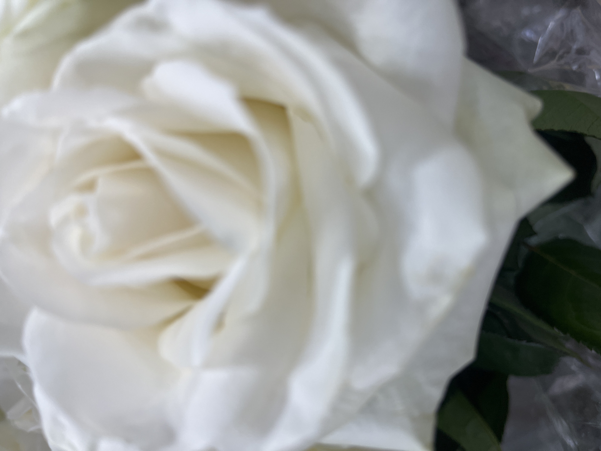 A close-up, softly focused image shows a white rose with dark green leaves peeking out from the bottom left. The rose is the dominant subject, filling most of the frame, with its petals layered in a classic spiral formation. The lighting is soft, creating a gentle diffusion of light across the petals. The background is blurred and indistinct, suggesting the rose is part of a bouquet or floral arrangement. The overall impression is one of delicate beauty and natural elegance. The image does not provide any information about its location within a city.