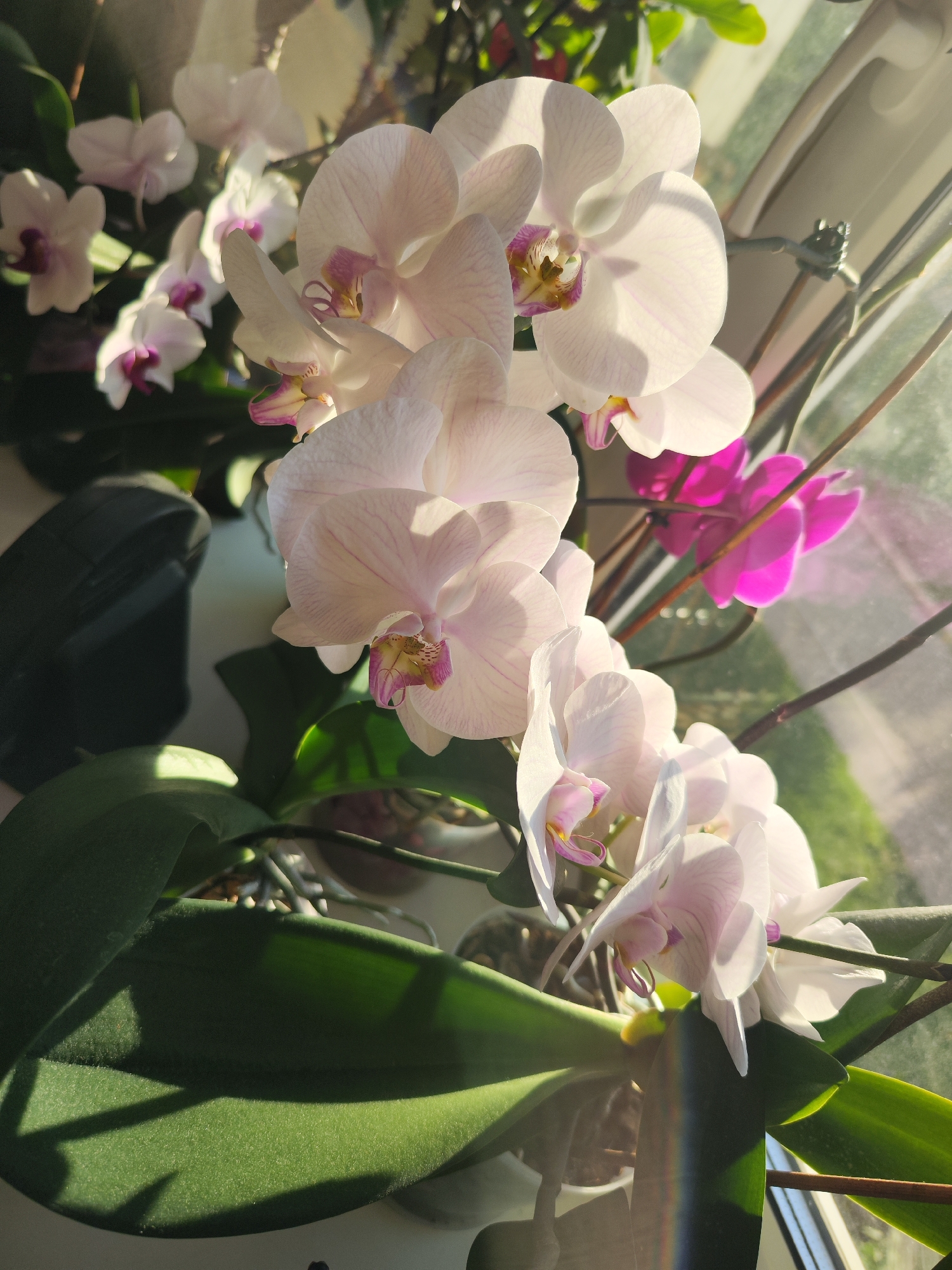 A close-up shot shows an orchid plant with numerous light pink and white flowers in full bloom. Some flowers have purple accents near the center. The plant has healthy green leaves. The scene is illuminated by strong sunlight, casting shadows across the leaves. The location is unknown and not deducible from the image. There are no people visible in the image.