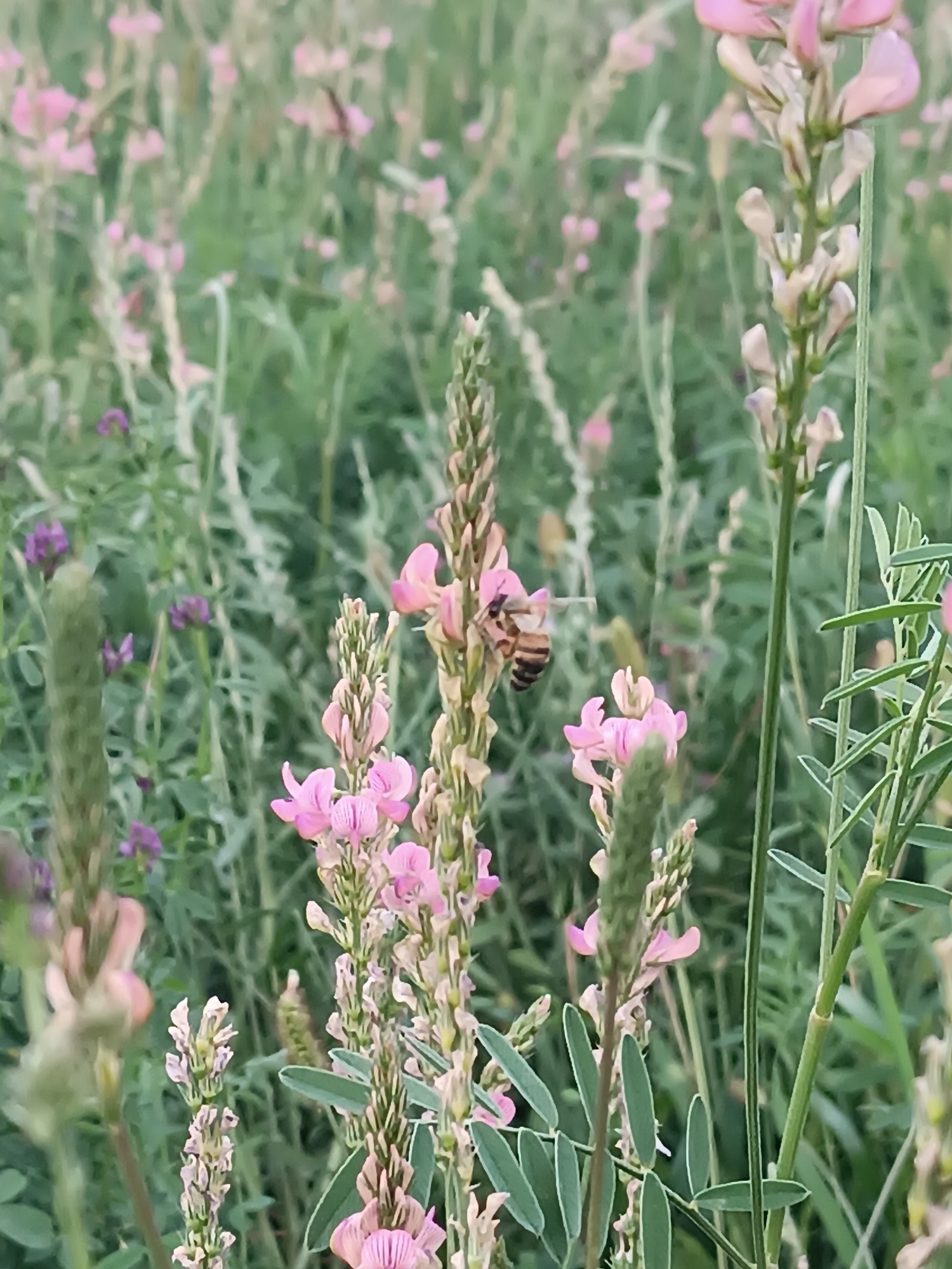 In Myrza-Ake, Kyrgyzstan, a close-up shot captures a bee actively collecting nectar from a pink flower in a lush field. The bee, with its distinctive black and yellow stripes, is perched on a delicate pink blossom that grows on a tall, slender stem. Numerous other similar pink flowers are visible in the background, interspersed with green foliage. The overall impression is one of natural beauty and the industrious activity of a bee in its environment.