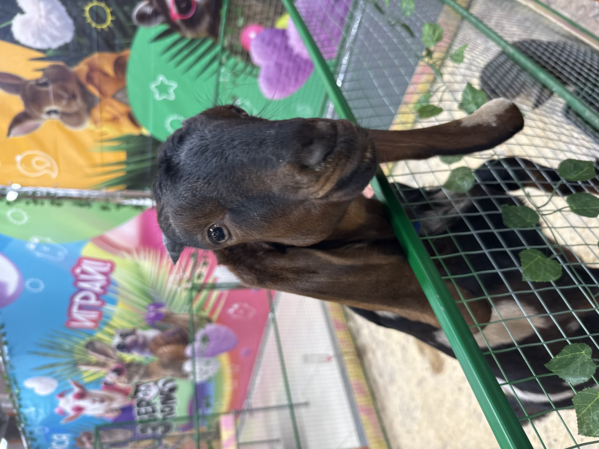 In Заволжье, Russia, the image depicts a close-up view of a goat's head inside a green wire cage decorated with artificial ivy leaves. The goat has dark brown and black fur. Behind the cage, there is a colorful backdrop featuring cartoon-like animals and text in a Cyrillic alphabet. The setting appears to be indoors.
