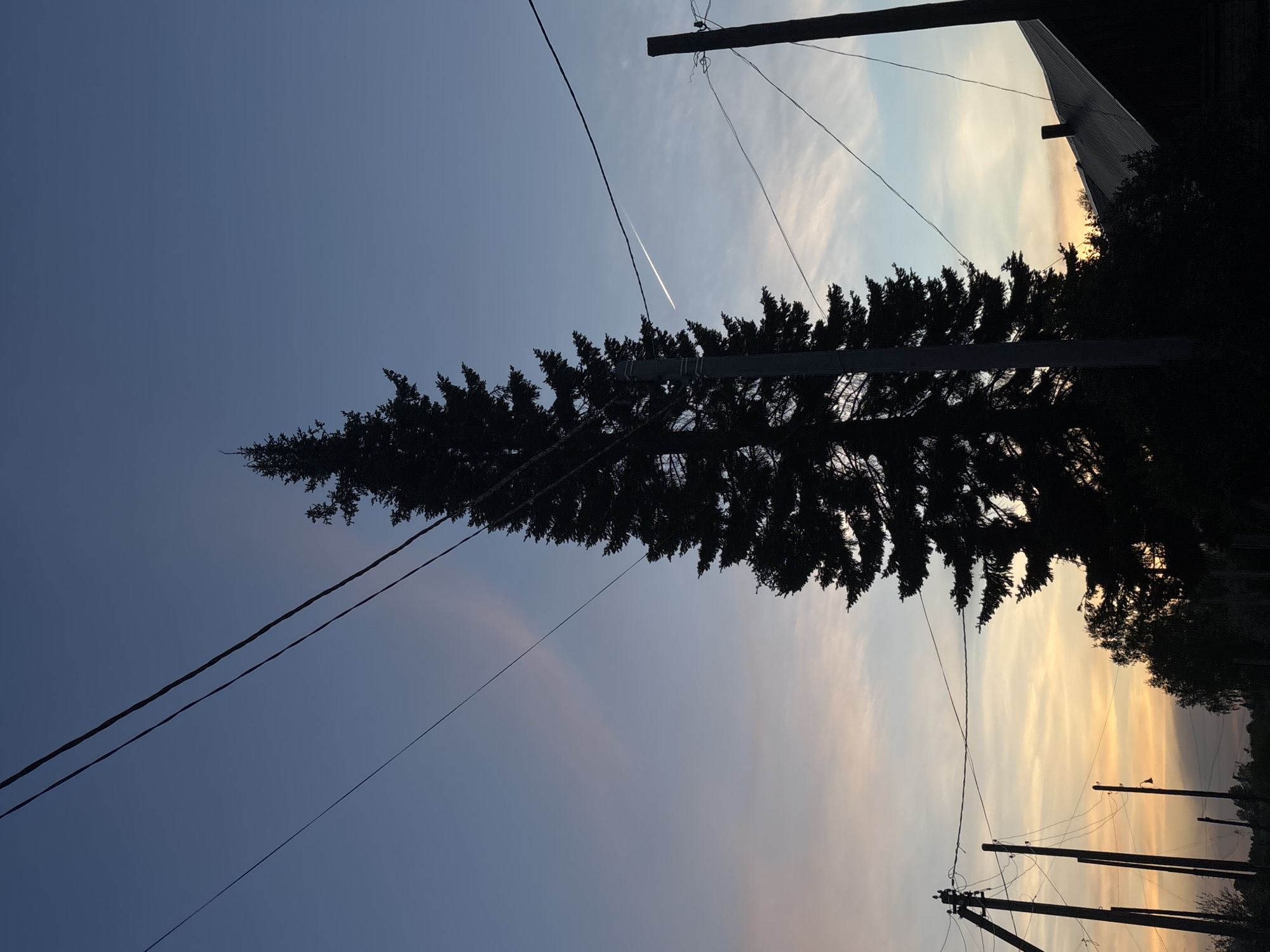 The image shows a tall, dark conifer tree silhouetted against a sky that is transitioning from blue at the top to hues of yellow and orange near the horizon. Power lines and poles are visible in the foreground and background. A contrail cuts across the sky near the top of the tree. The location is possibly Фоки, Russia. Buildings and other trees are vaguely outlined on the right side of the frame.