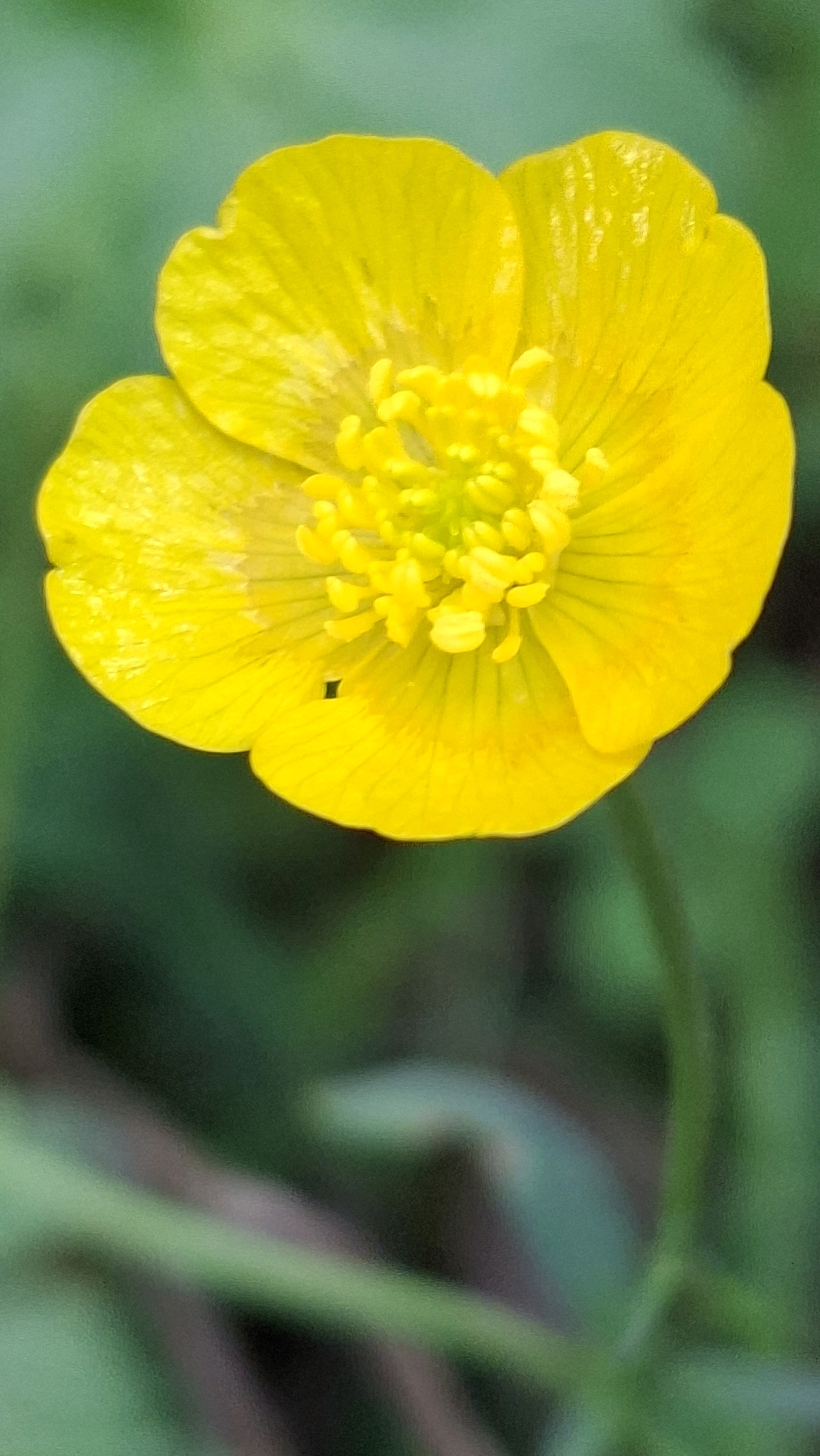 The image shows a close-up of a yellow buttercup flower with a blurred green background of foliage. The flower has five petals, and its center is filled with numerous stamens. There is a small black speck on one of the petals. The image is oriented vertically. The location in Winkelhaid, Germany, is not discernible from the image itself.