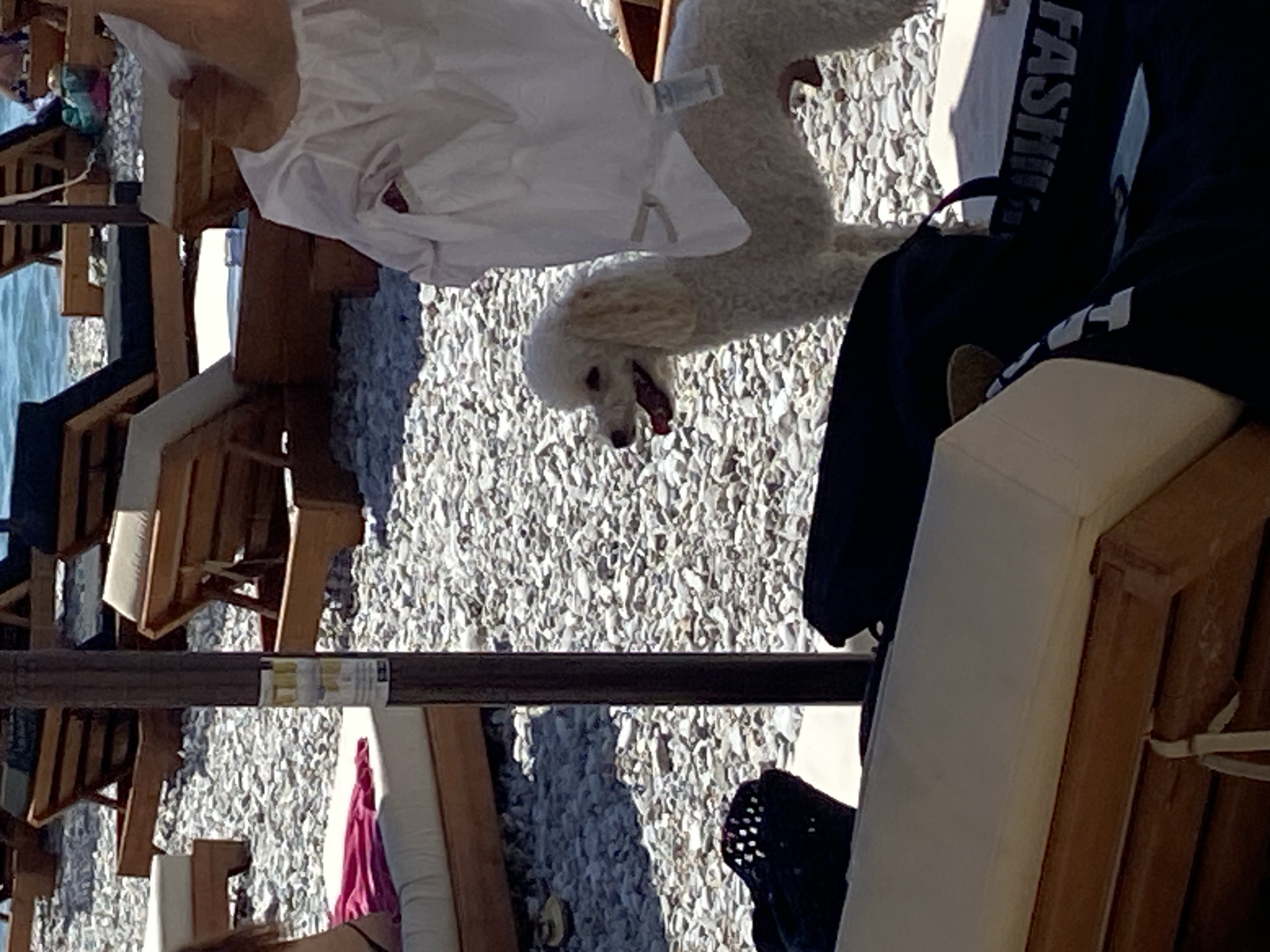 The image depicts a beach scene in Prijevor, Montenegro. In the foreground, a white poodle stands with its mouth open, panting. A portion of a person's arm, wearing a white garment, is visible to the right of the dog. In the background, several lounge chairs are arranged on a pebble beach, with the sea visible in the distance. The overall scene suggests a sunny day at the beach.