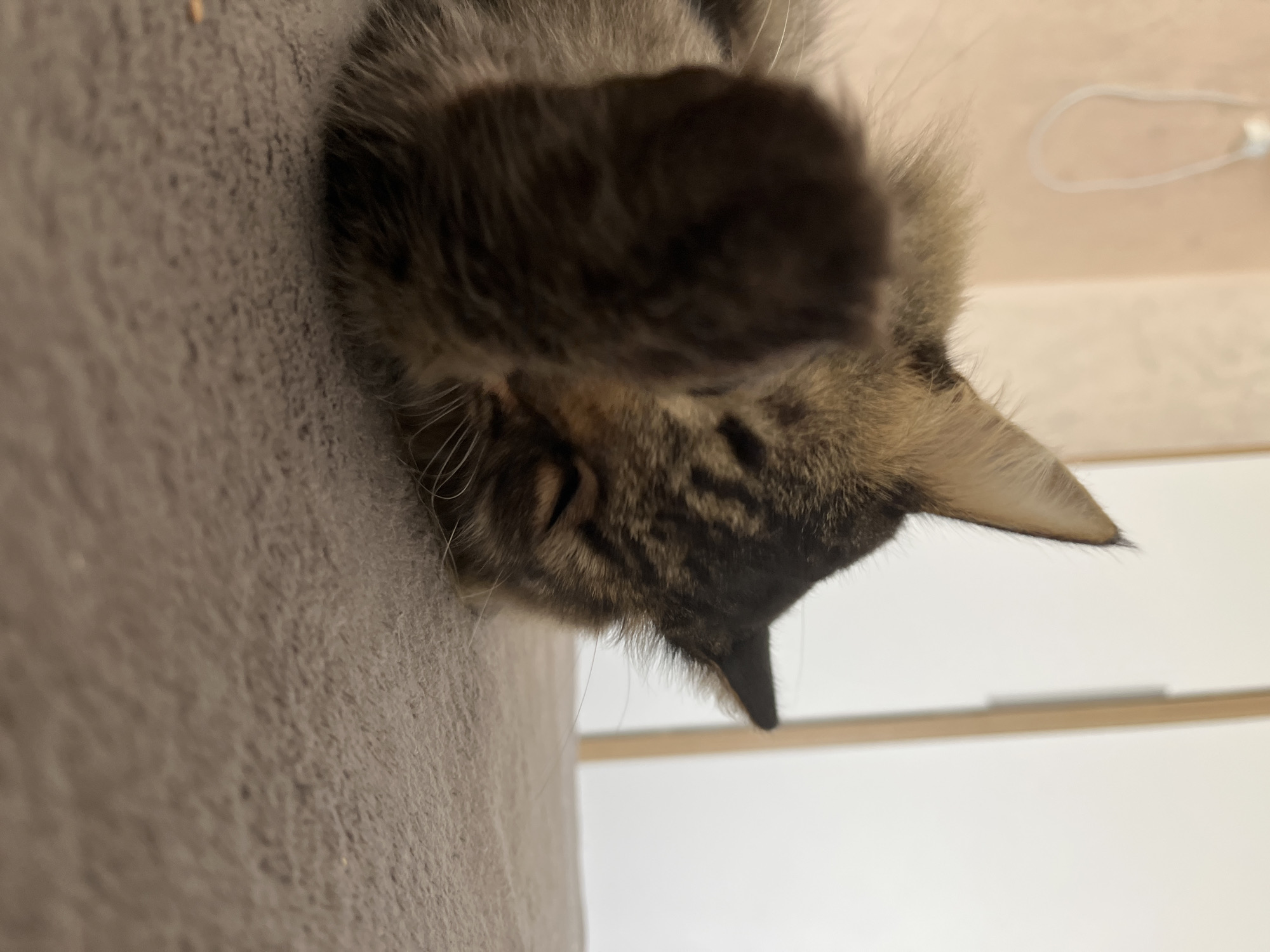 A tabby cat is lying on a gray surface, possibly a bed or sofa. The cat's face is partially obscured by its paw, which is raised in front of its face. The cat's eyes are closed, suggesting it is asleep or resting. The background is blurred but appears to be an indoor setting with light-colored walls and a doorframe. The image is taken from a low angle, close to the cat. There is no indication of the specific location within the city of Krasnyye Barrikady, Russia, in this image.