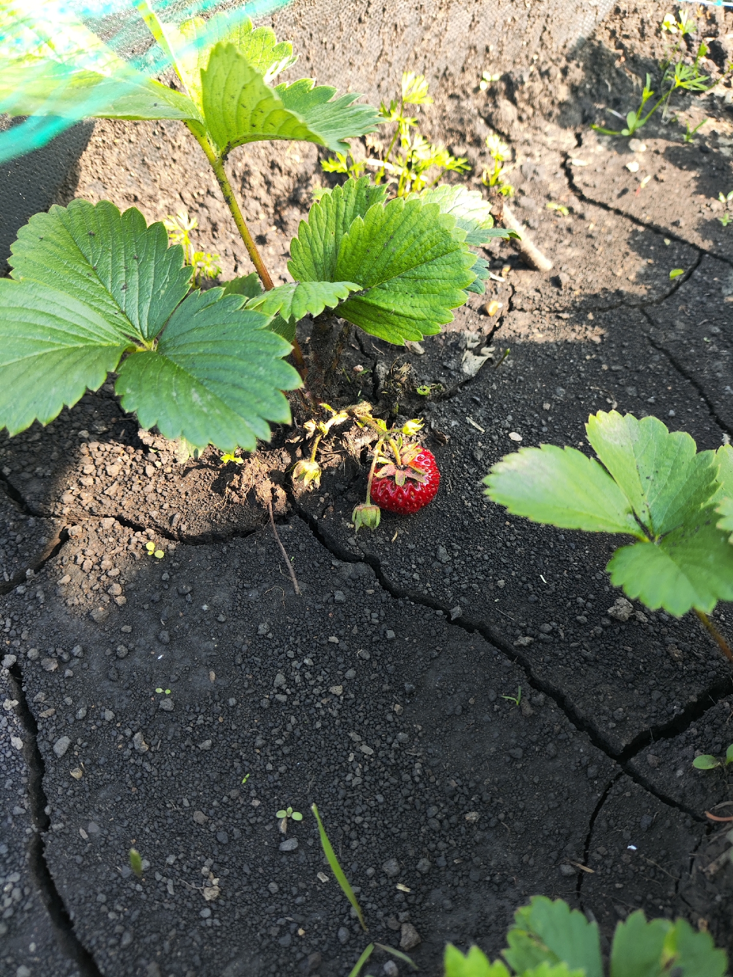 A single ripe strawberry is visible on the cracked, dark soil beneath a strawberry plant. The strawberry is red with visible seeds. Green leaves of the strawberry plant surround it. The scene appears to be outdoors in what could be a garden or agricultural setting. The location is specified as Vodorazdel, Russia.