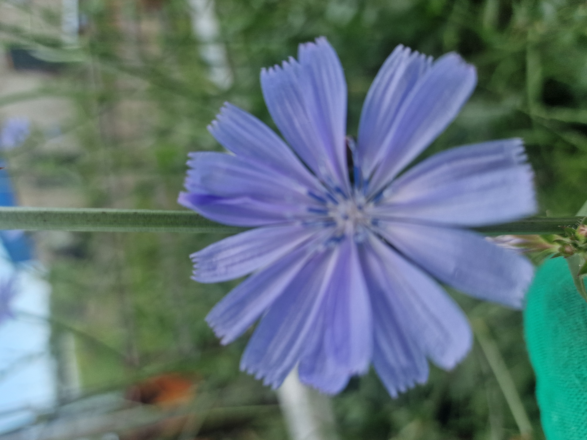 An out-of-focus, medium shot captures a solitary blue chicory flower against a blurry green background with hints of brown and blue in the distance. The flower, positioned centrally, displays numerous delicate, elongated petals with serrated edges, radiating outward from a central disc. A thin, green stem supports the bloom, and a portion of a bright green, textured surface, possibly fabric, is visible in the lower-left corner. The overall impression is a close-up of a natural element, with the surrounding environment rendered indistinct. This image was taken in Kursavka, Russia.